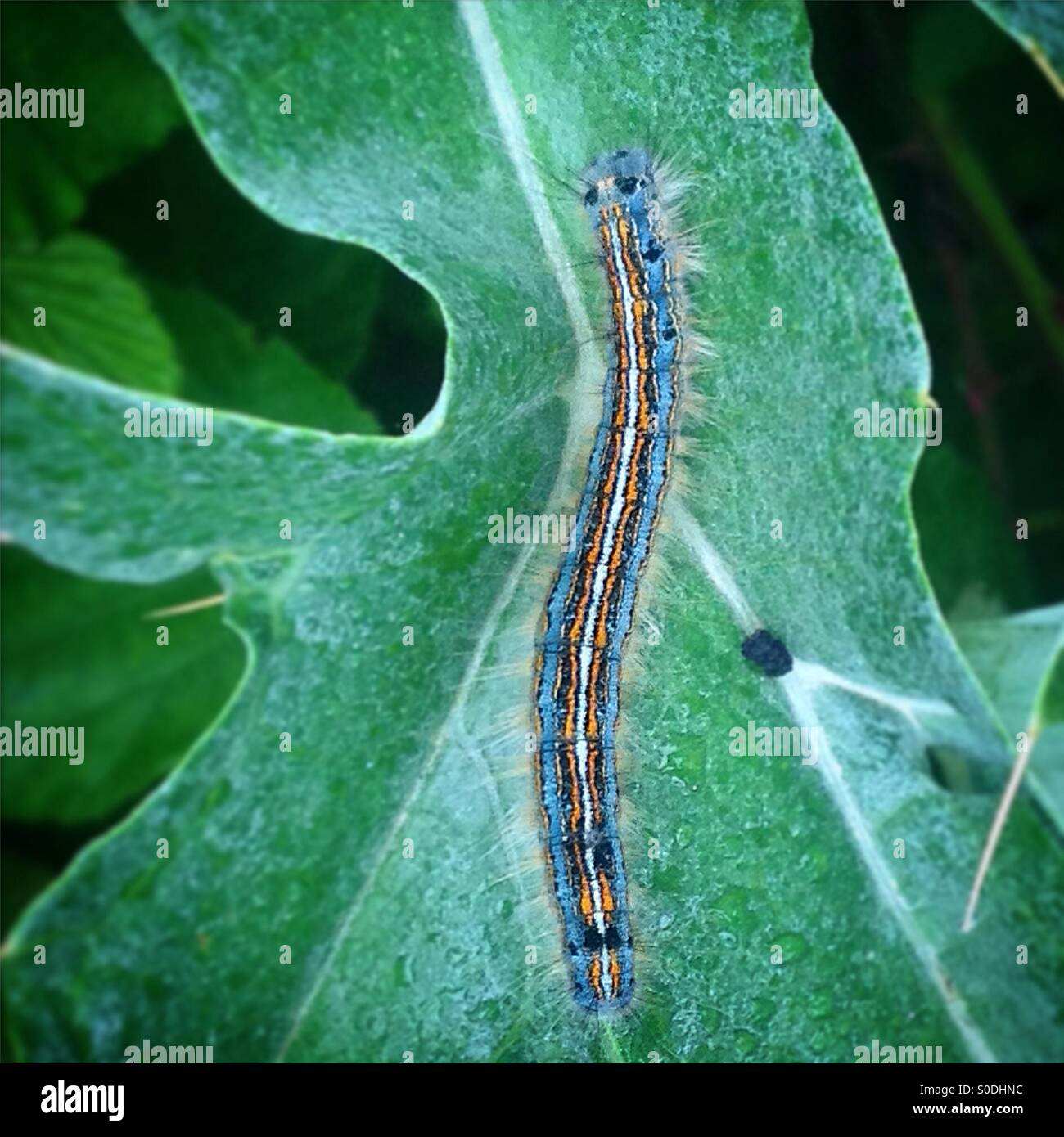 Eine bunte Raupe Perchs auf einem grünen Blatt in Prado del Rey, Sierra de Cadiz, Andalusien, Spanien Stockfoto