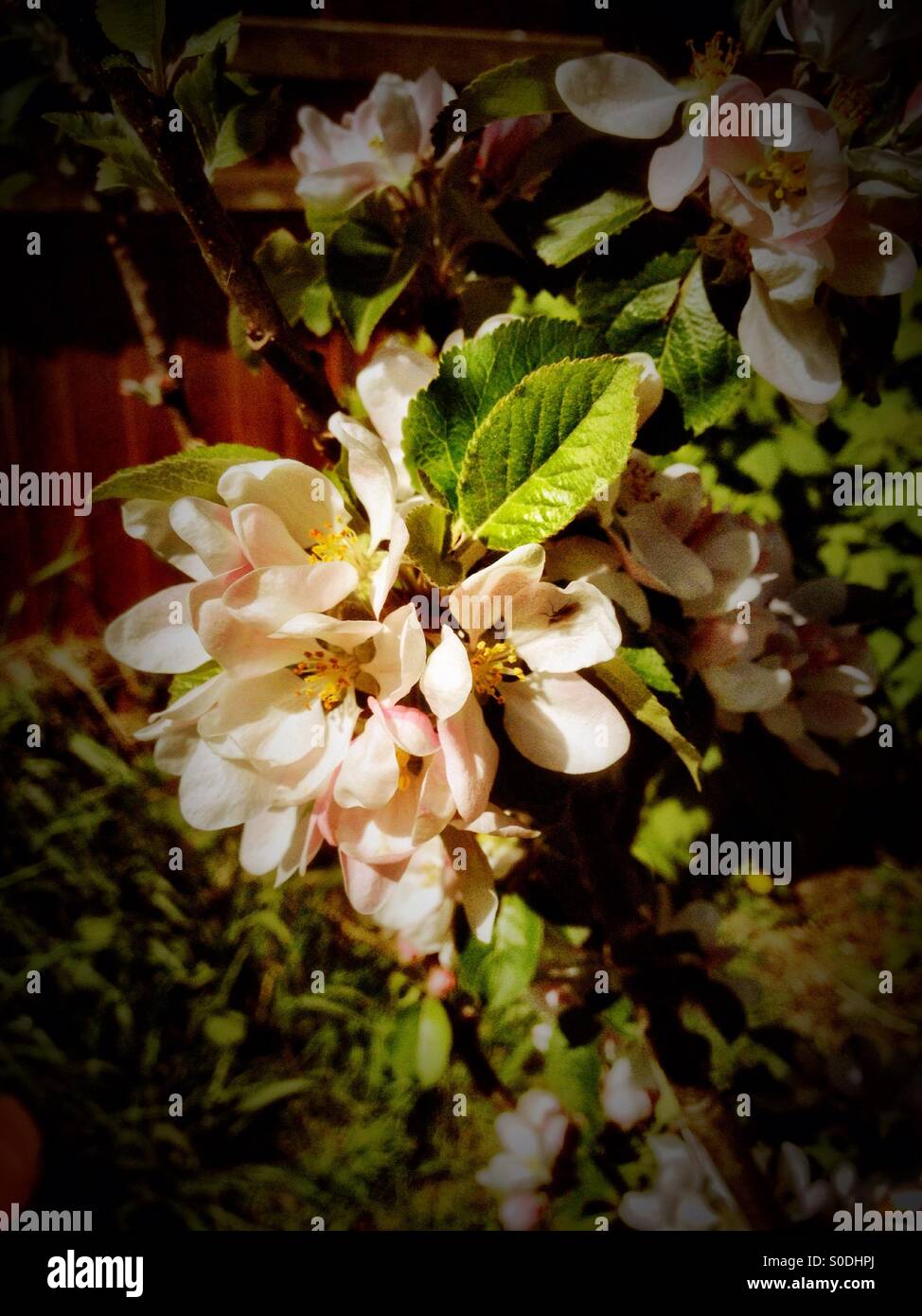 Apfelblüte - Smartphone-aufgenommenes Stockfoto