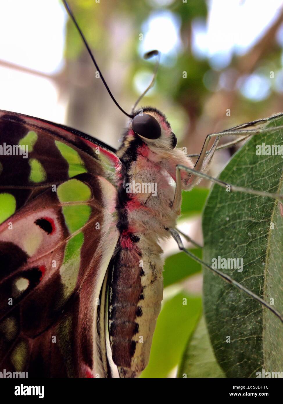 Schmetterling Nahaufnahme Stockfoto