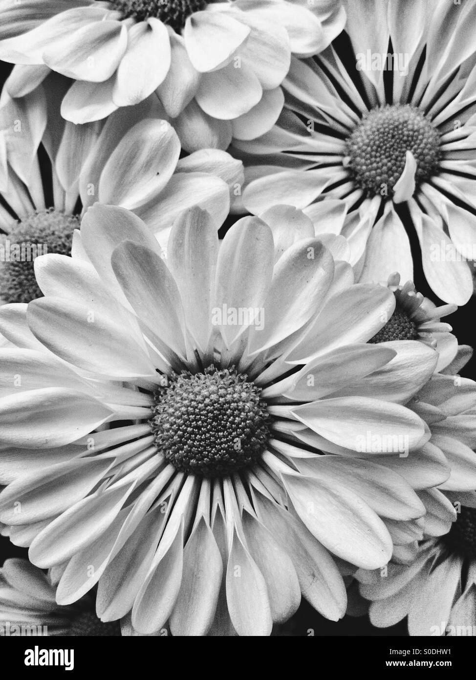 Close-up Schneiden Blütenköpfchen in schwarz / weiß Stockfoto