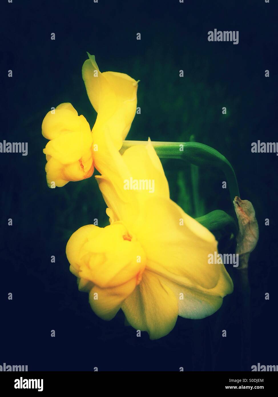 Gelbe Narzisse Blumen Stockfoto