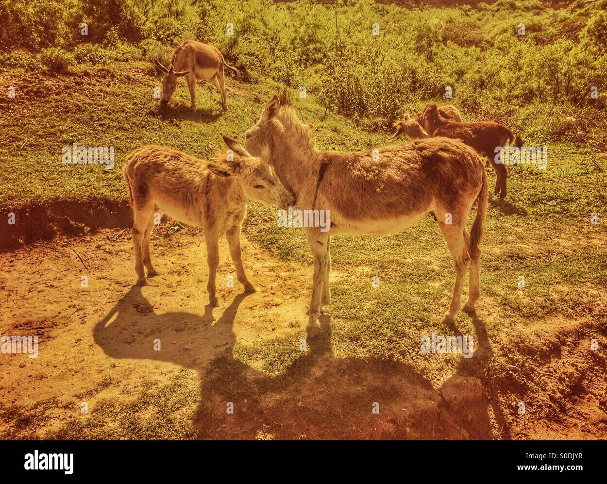 Esel in Pakistan Stockfoto