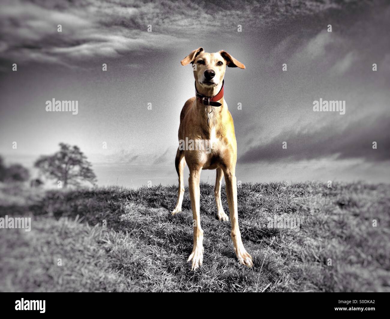 Farbausführung Hund suchen Stockfoto