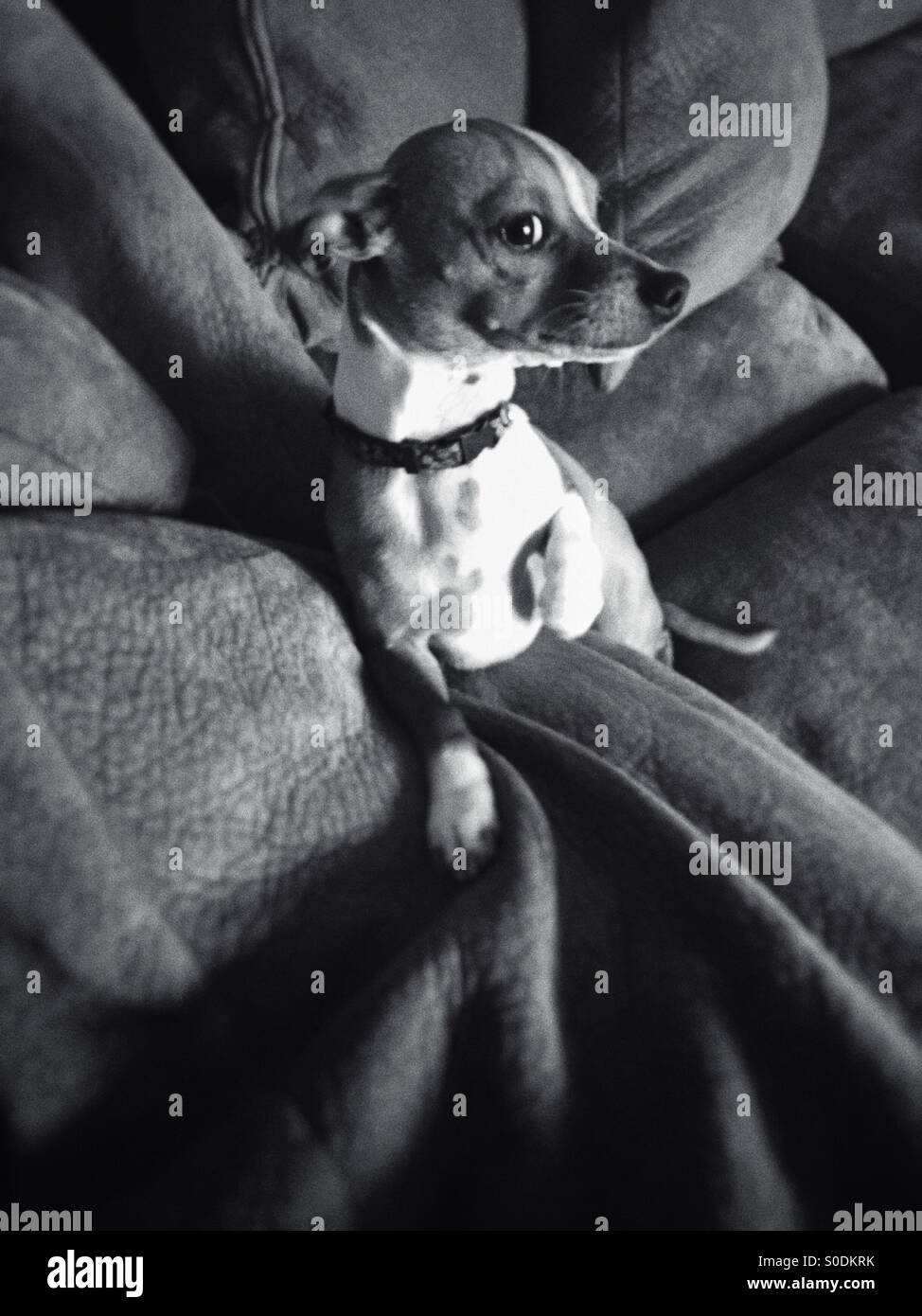 Schoßhund auf einem großen sofa Stockfoto