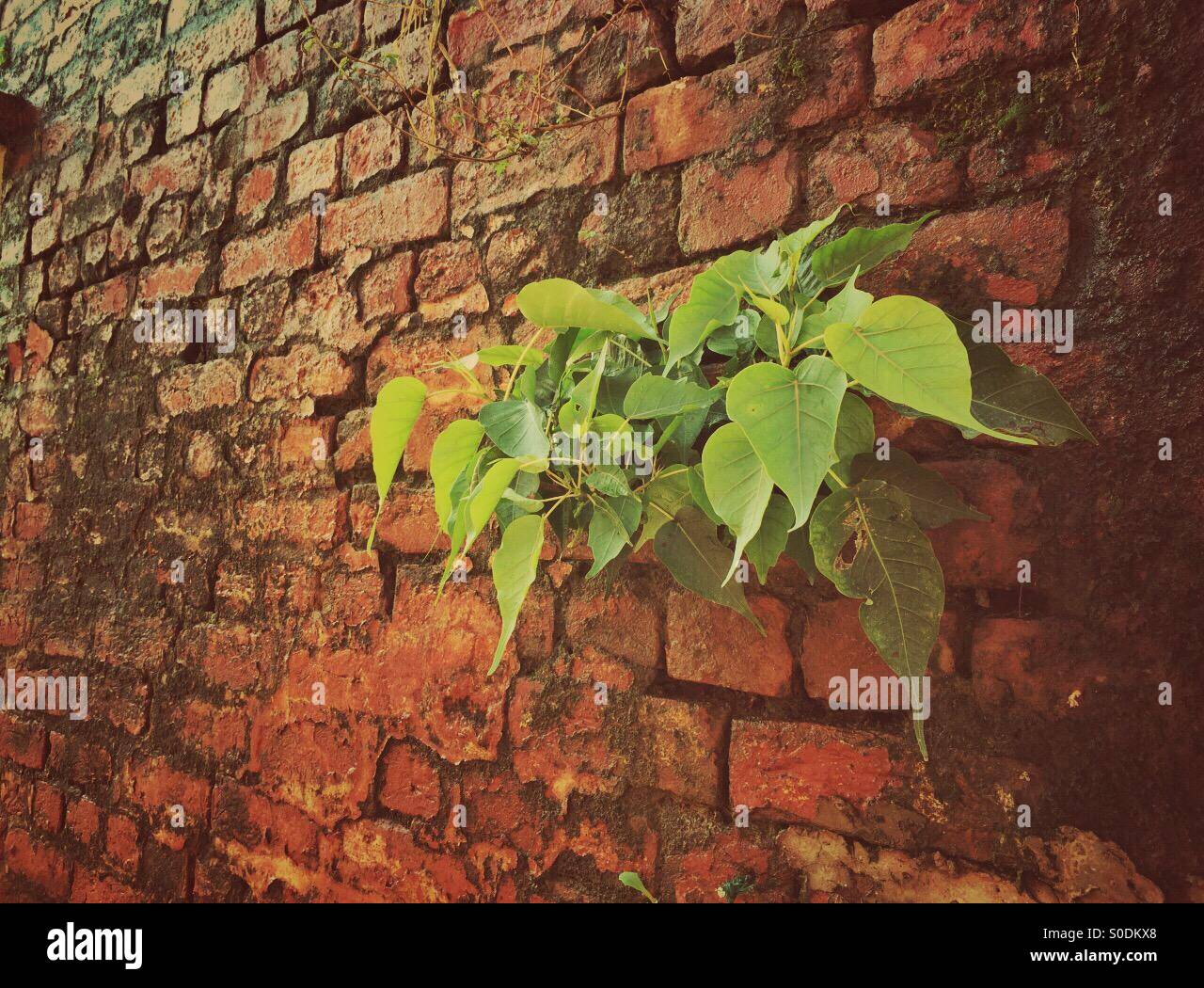 Pflanzen wachsen in einem gemauerten Wand Kharian Dorf Pakistan Stockfoto