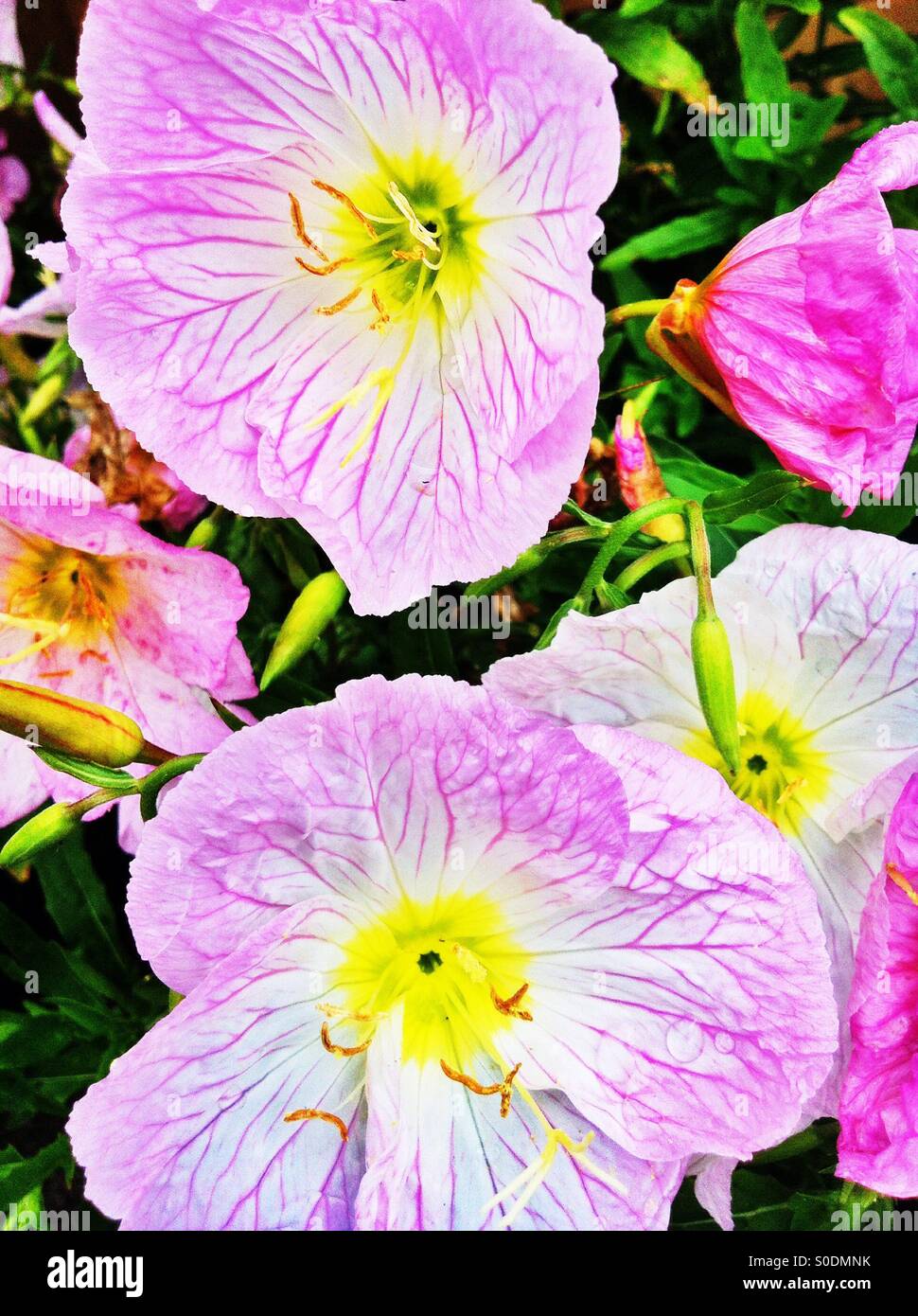 Rosa Blüten im Sommer Stockfoto