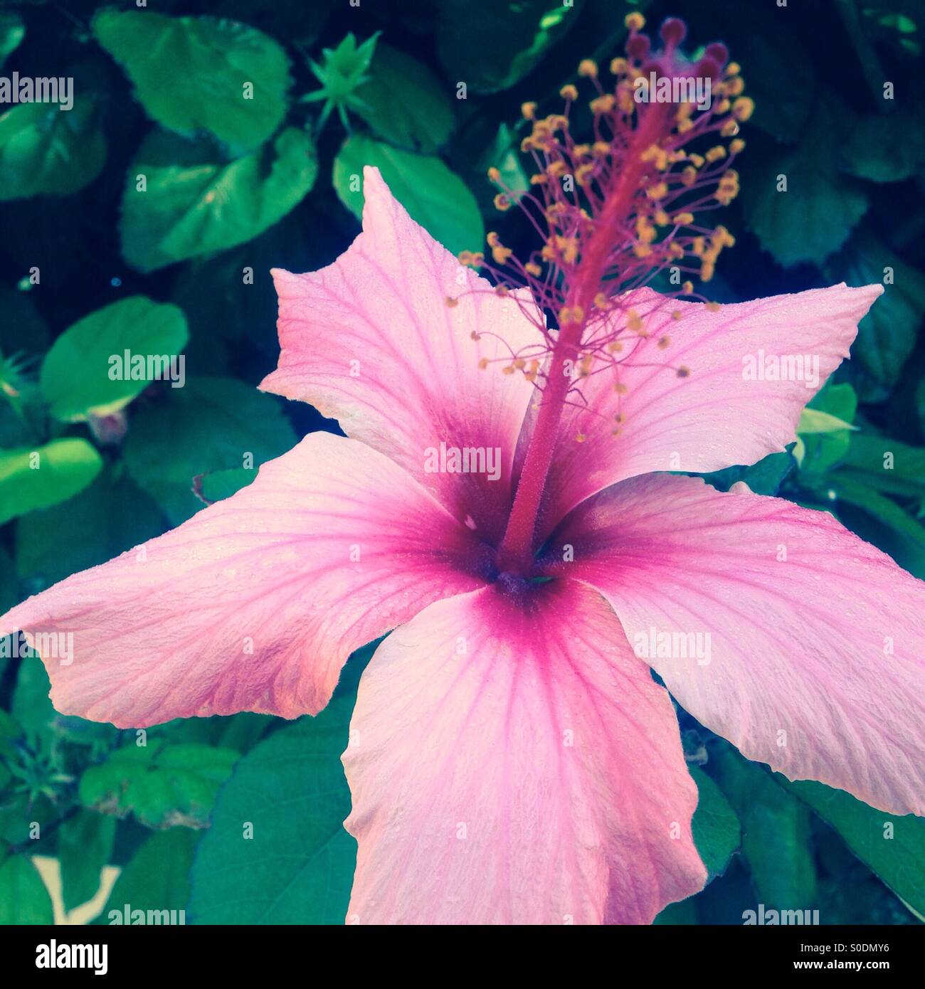 Rosa Hibiskus Blume in voller Blüte - Smartphone-aufgenommenes Stockfoto