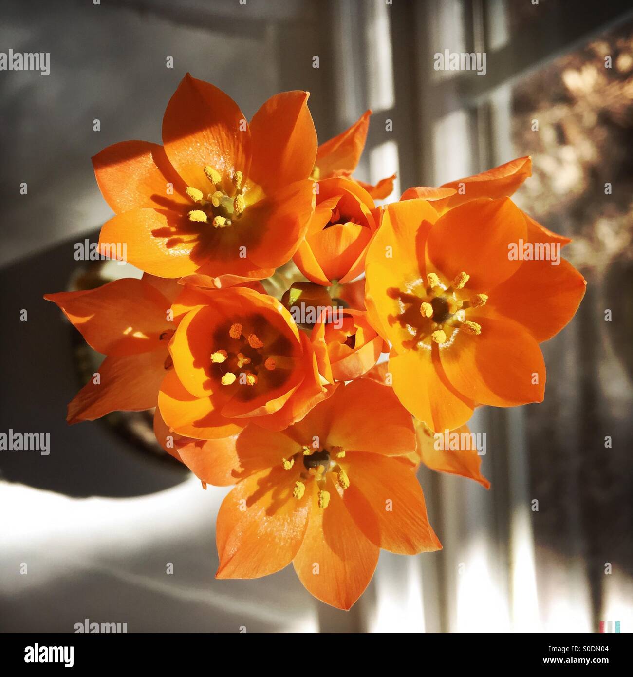 Winzige orange Blumen Stockfoto
