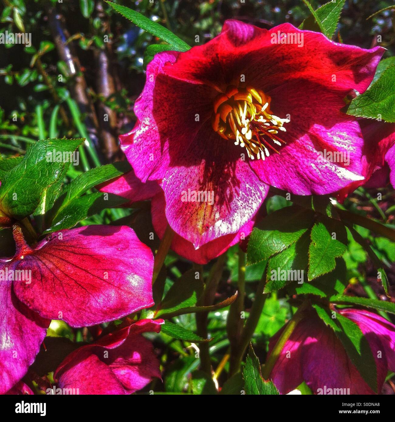 Helleborus in den Garten England UK Stockfoto