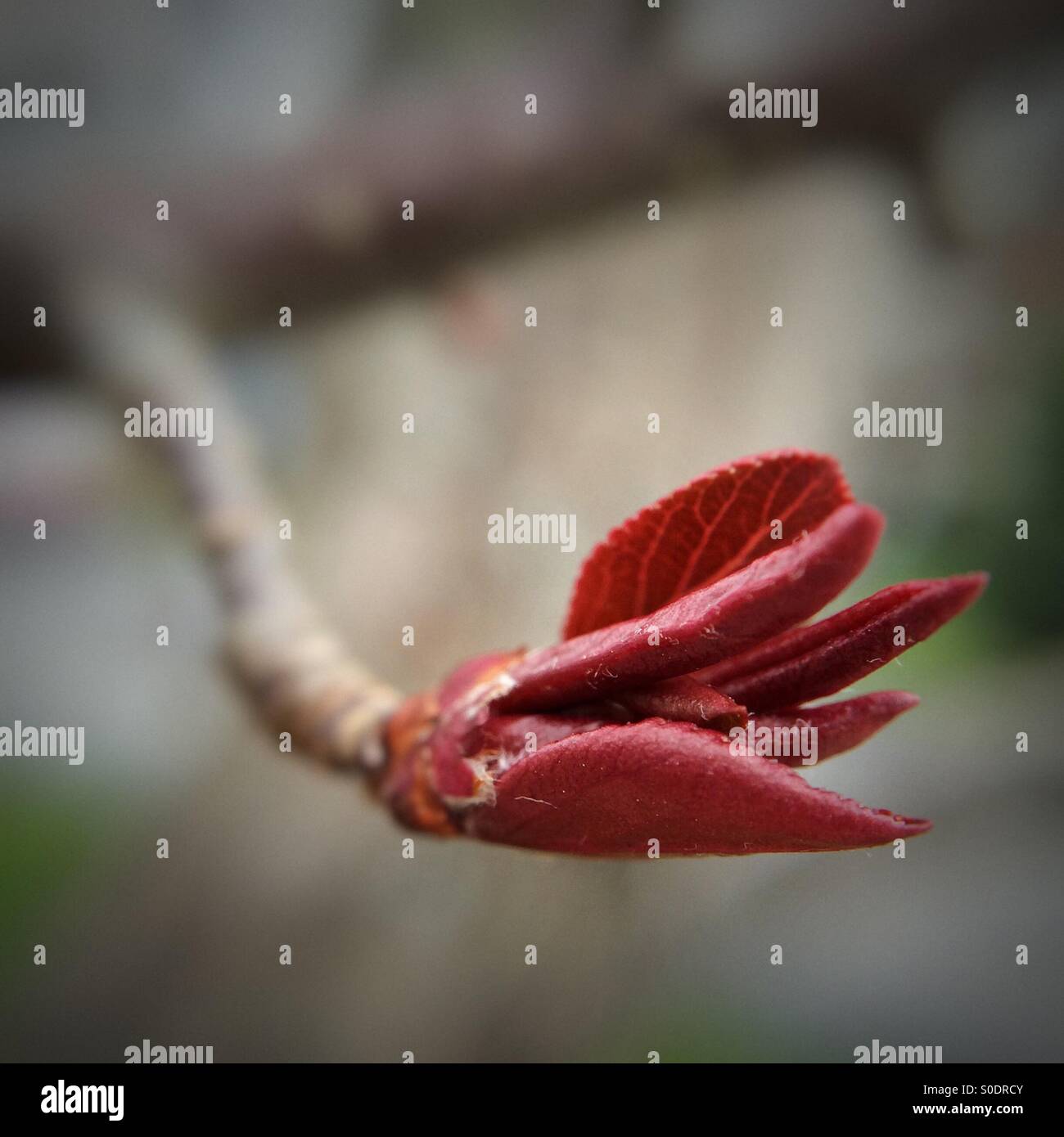 Ein lila-Blatt Pflaumenbaum Blättern im zeitigen Frühjahr. Stockfoto