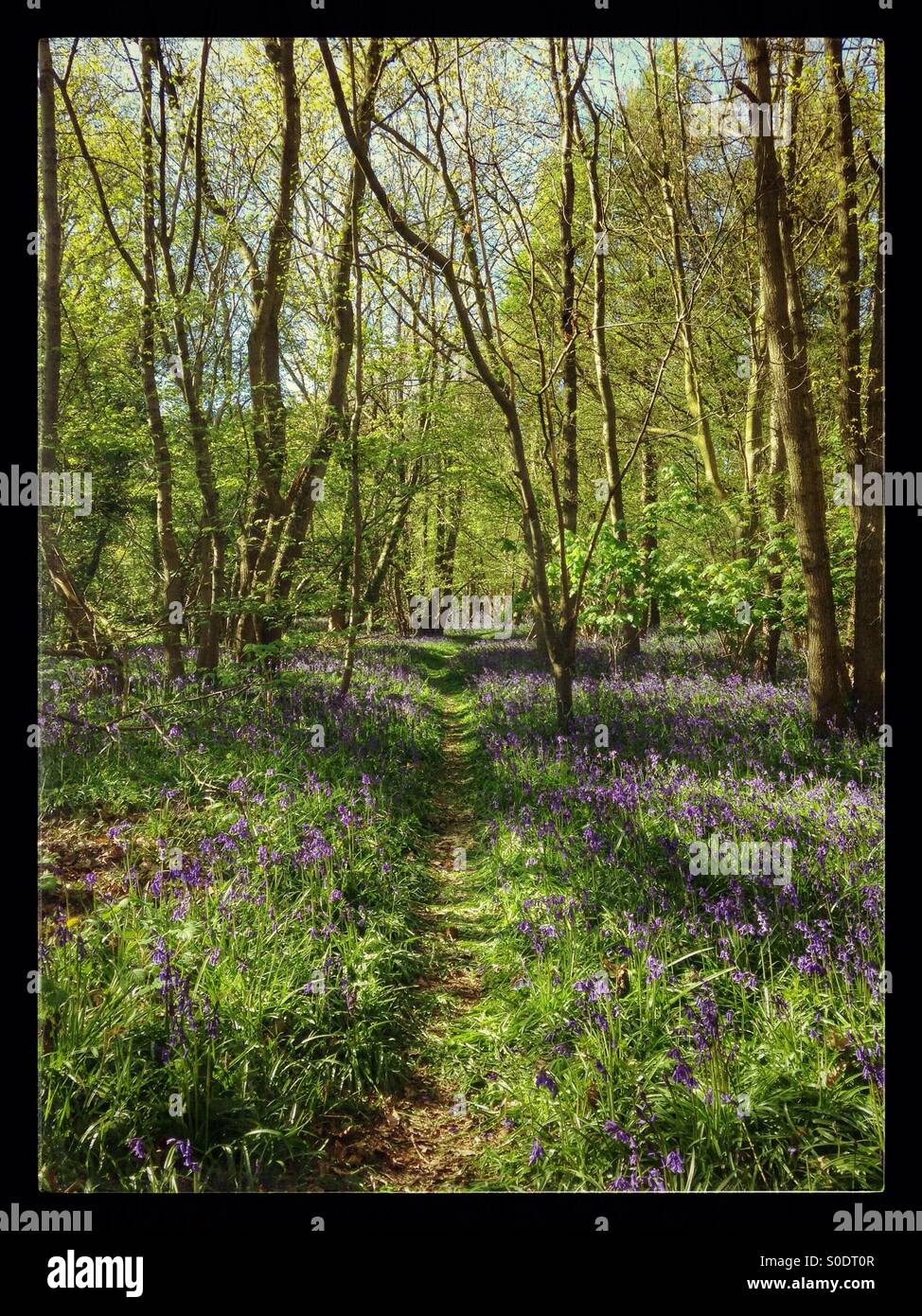 Blue Bell Wald im Mai Stockfoto