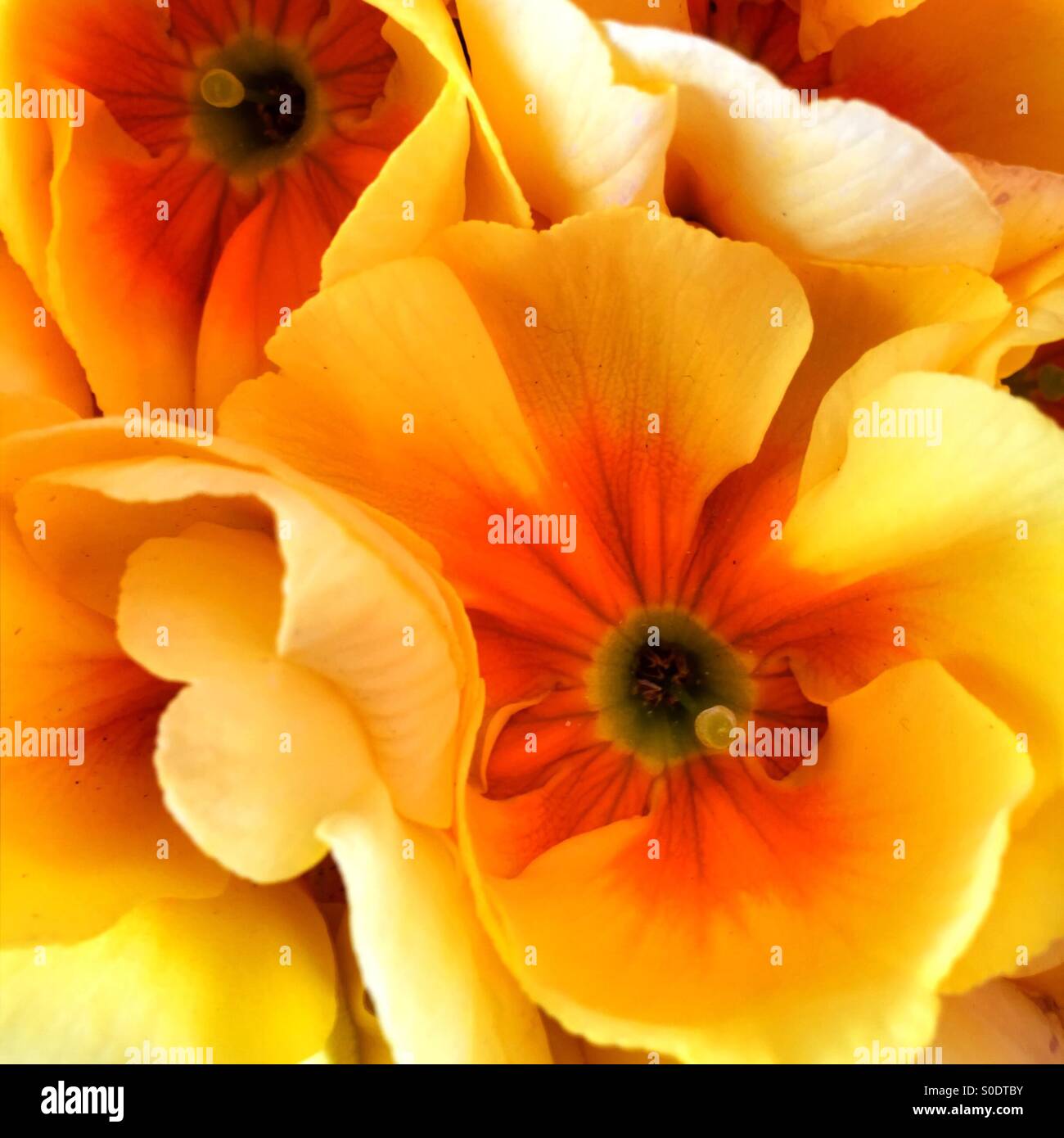 Hell blühenden Blumen (Hydrangea Hortensis) Stockfoto