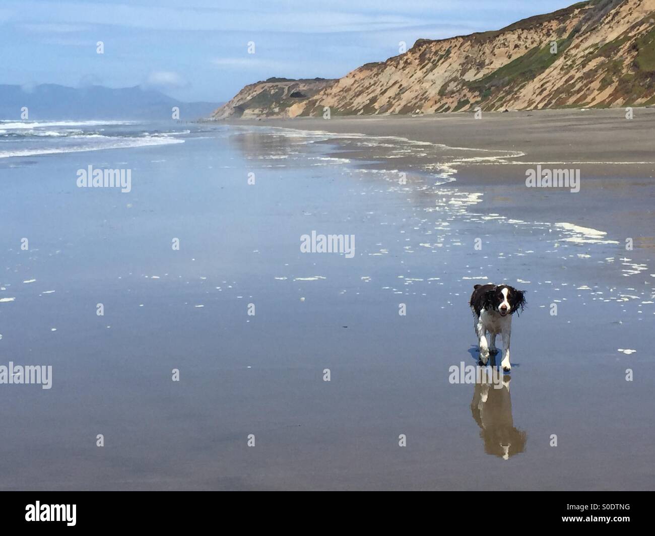 Englisch Springer Spaniel laufen am Strand - Smartphone-aufgenommenes Stockfoto