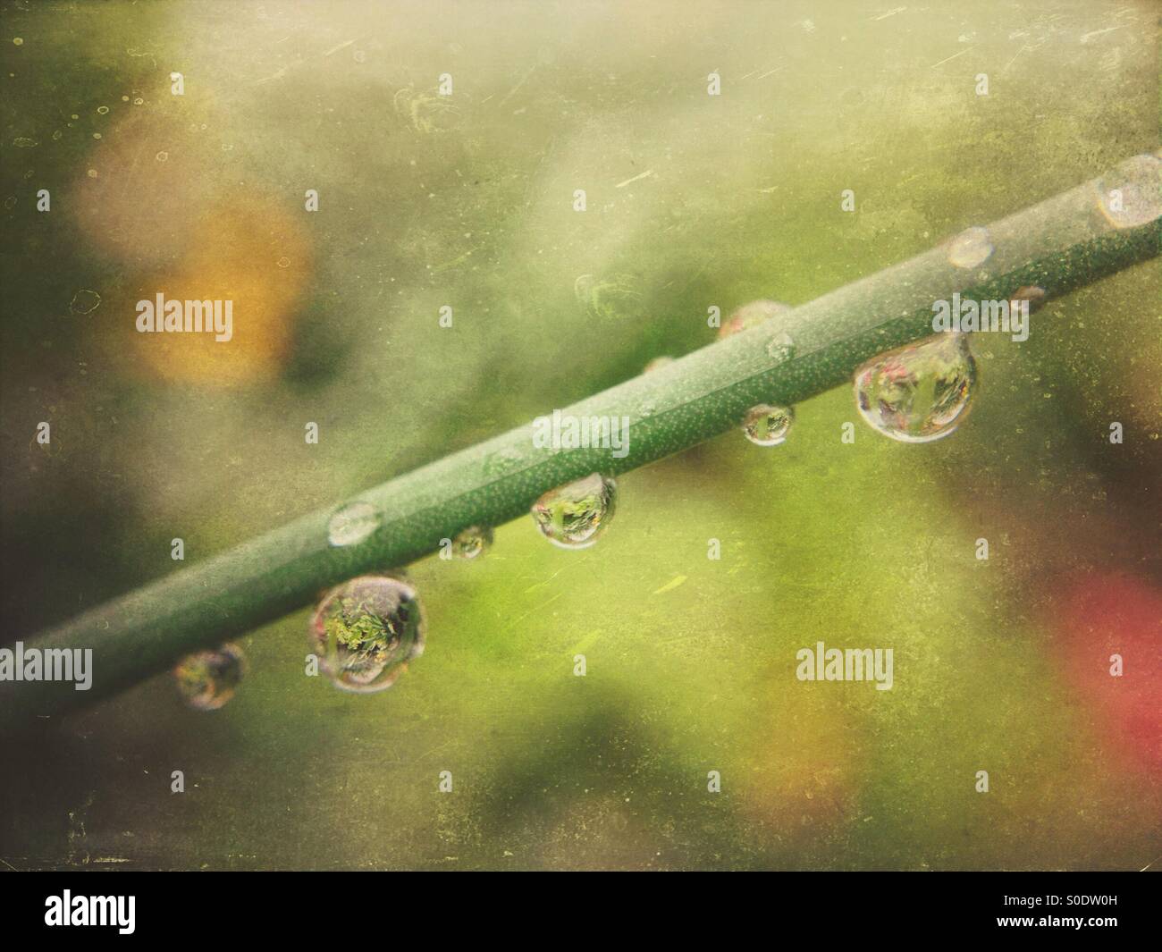 Wassertropfen auf einem Pflanzenstängel Stockfoto