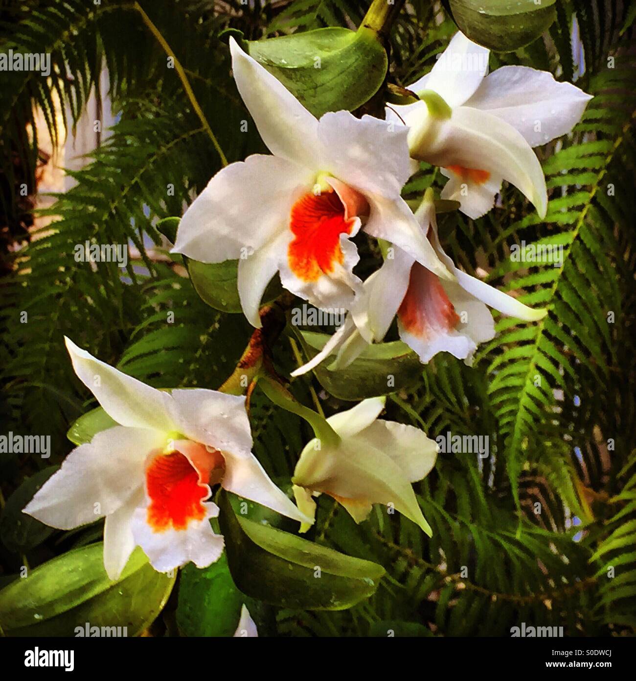 Orchideen sind blendend vor dem Hintergrund einer grünen Farne im Garten. Stockfoto