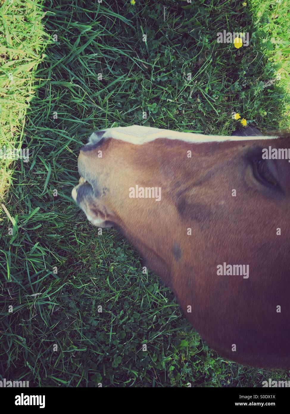 Pferd Essen grass Stockfoto