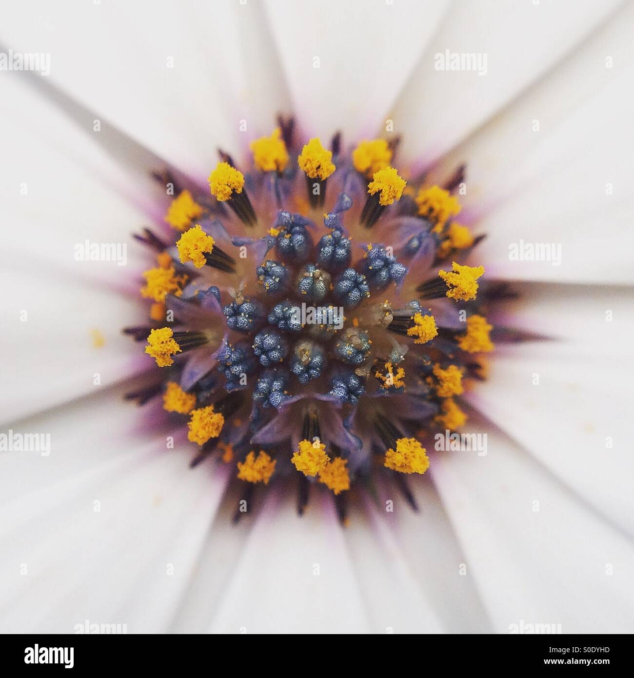 Makro einer Osteospermum Fructicosum Blume mit Pollen bedeckt - Smartphone-aufgenommenes Stockfoto