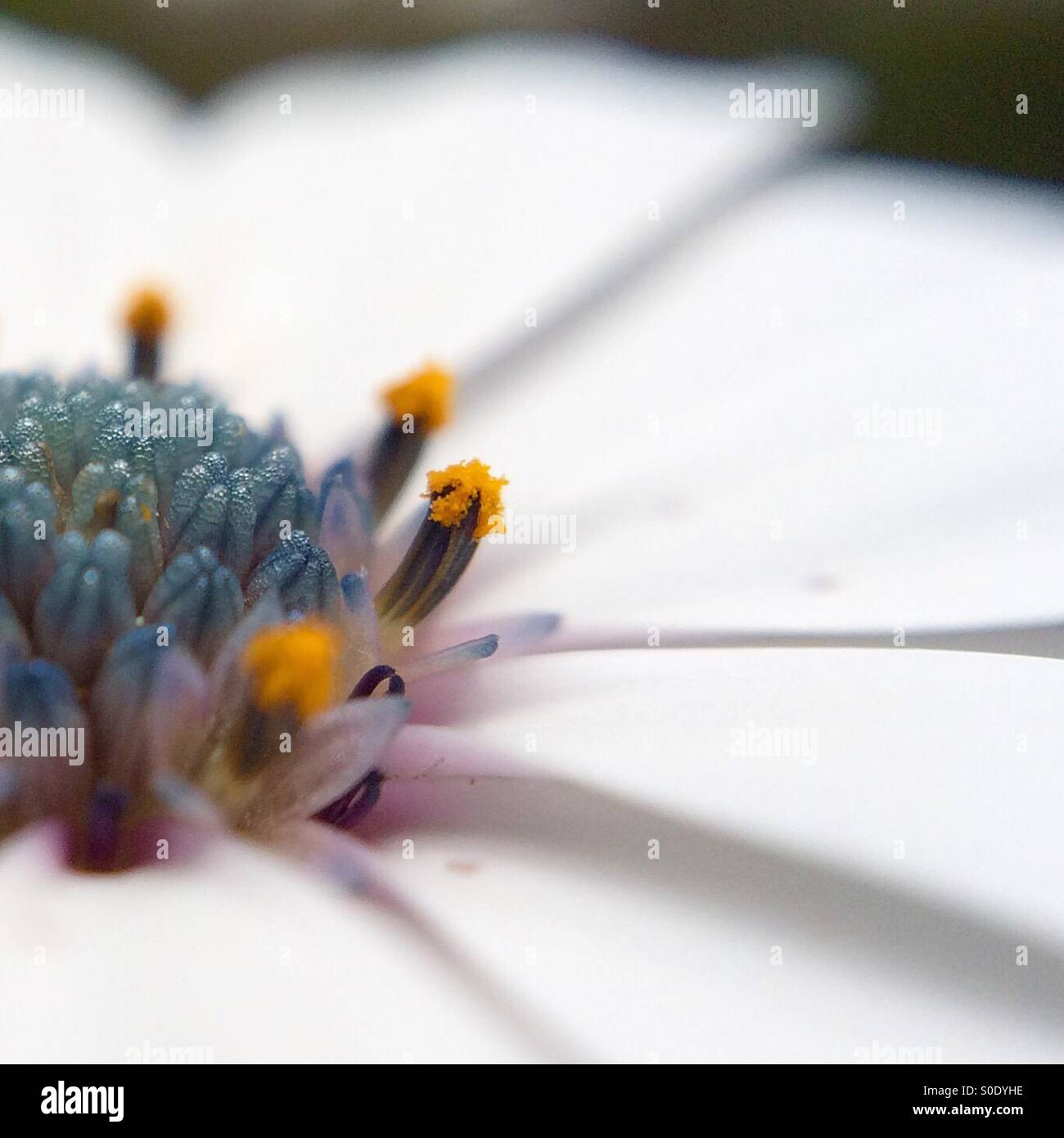 Makro-Teilansicht einer Osteospermum Fructicosum Blume in voller Blüte Stockfoto