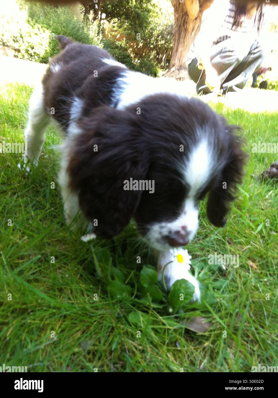 Englisch Springer Spaniel Welpe liebt Blumen - Smartphone-aufgenommenes Stockfoto