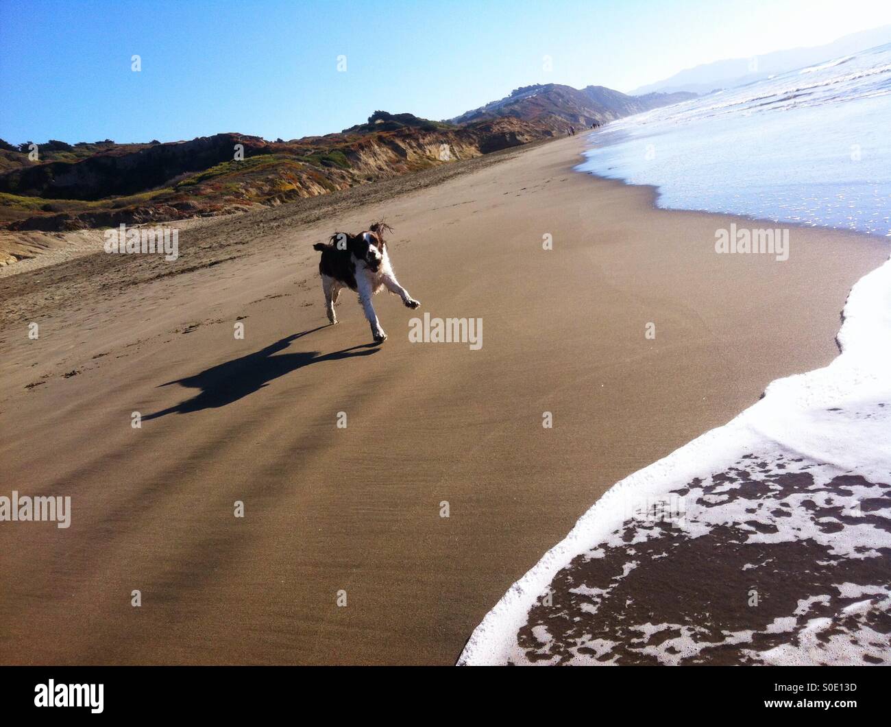 Englisch Springer Spaniel auf expansive California Beach mit absoluter Hingabe ausgeführt - Smartphone-aufgenommenes Stockfoto