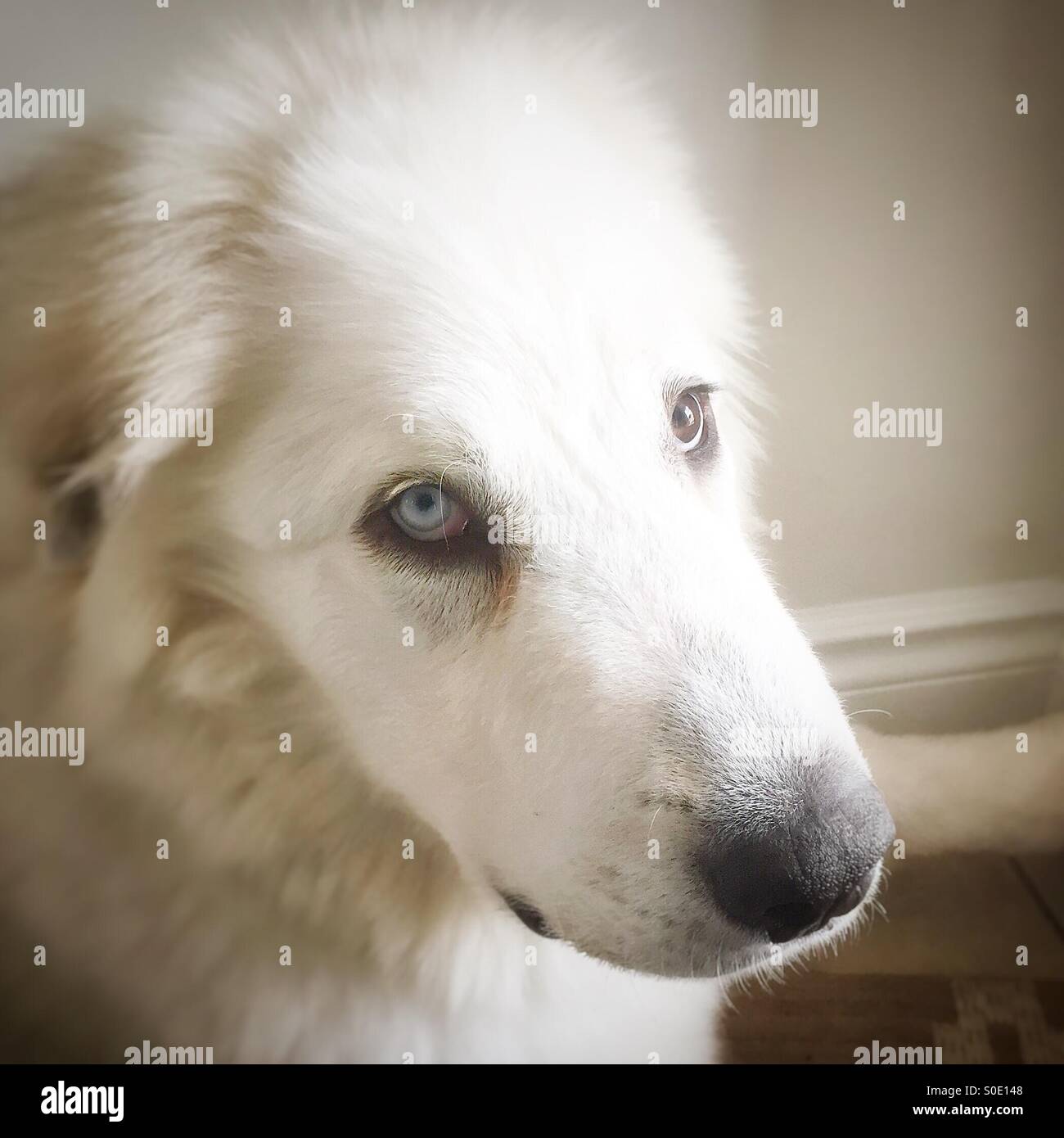 Porträt von sechs Monate alten Pyrenäenberghund Welpen Hund mit einem leicht blauen Auge und einem braunen Auge hautnah - Smartphone-aufgenommenes Stockfoto