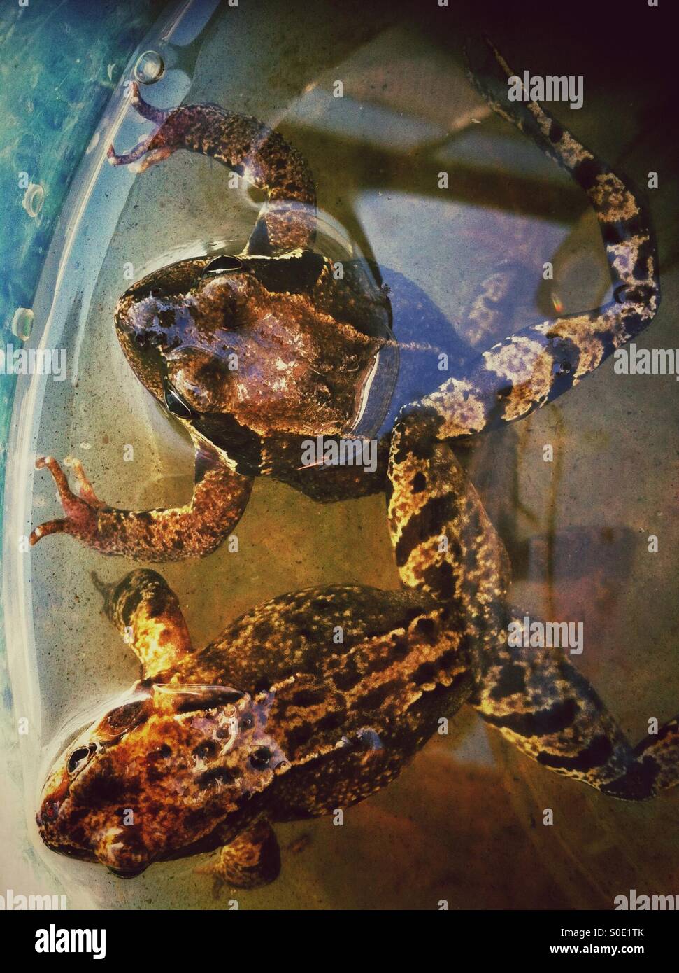 Gemeinsamen Frösche England UK - Smartphone-aufgenommenes Stockfoto