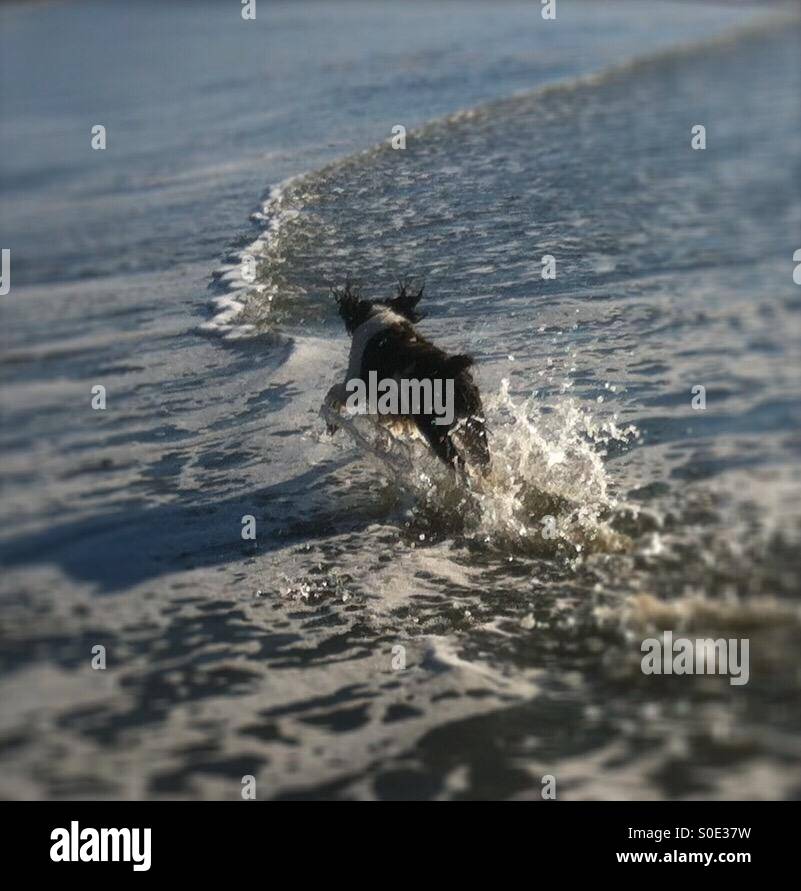Englisch Springer Spaniel Welpen nachlaufen Vögel durch den Shorebreak ausgelassen - Smartphone-aufgenommenes Stockfoto