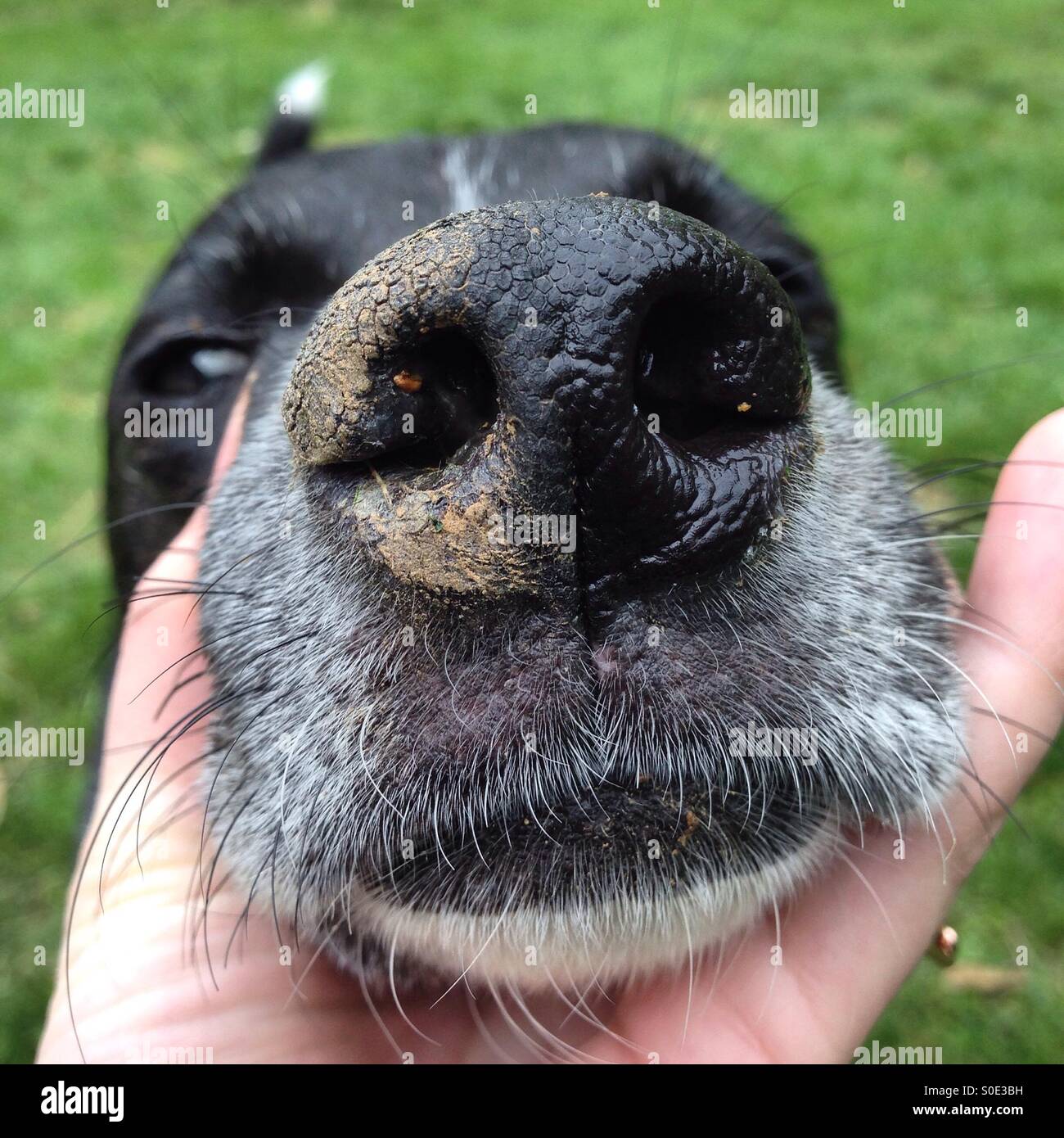 Mutt mit Schmutz auf der Nase Stockfoto, Bild 310096629 Alamy