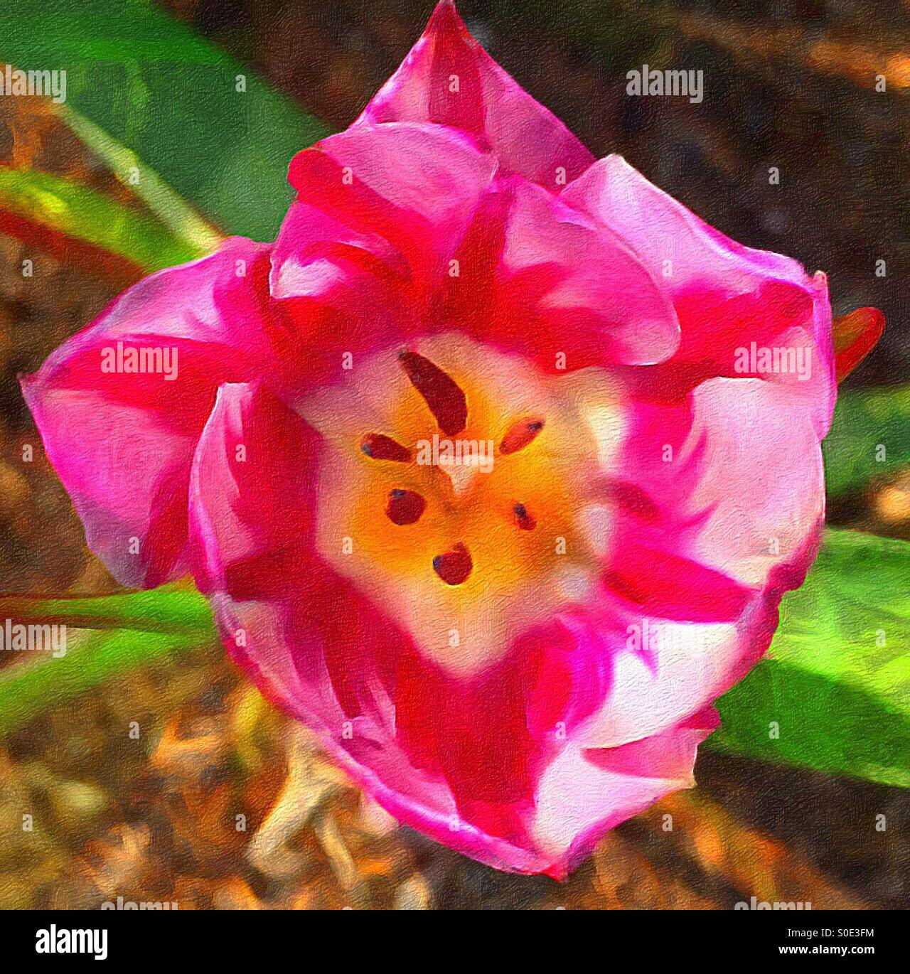 Lackierte Tulpe II. Die Natur verbessern. Stockfoto