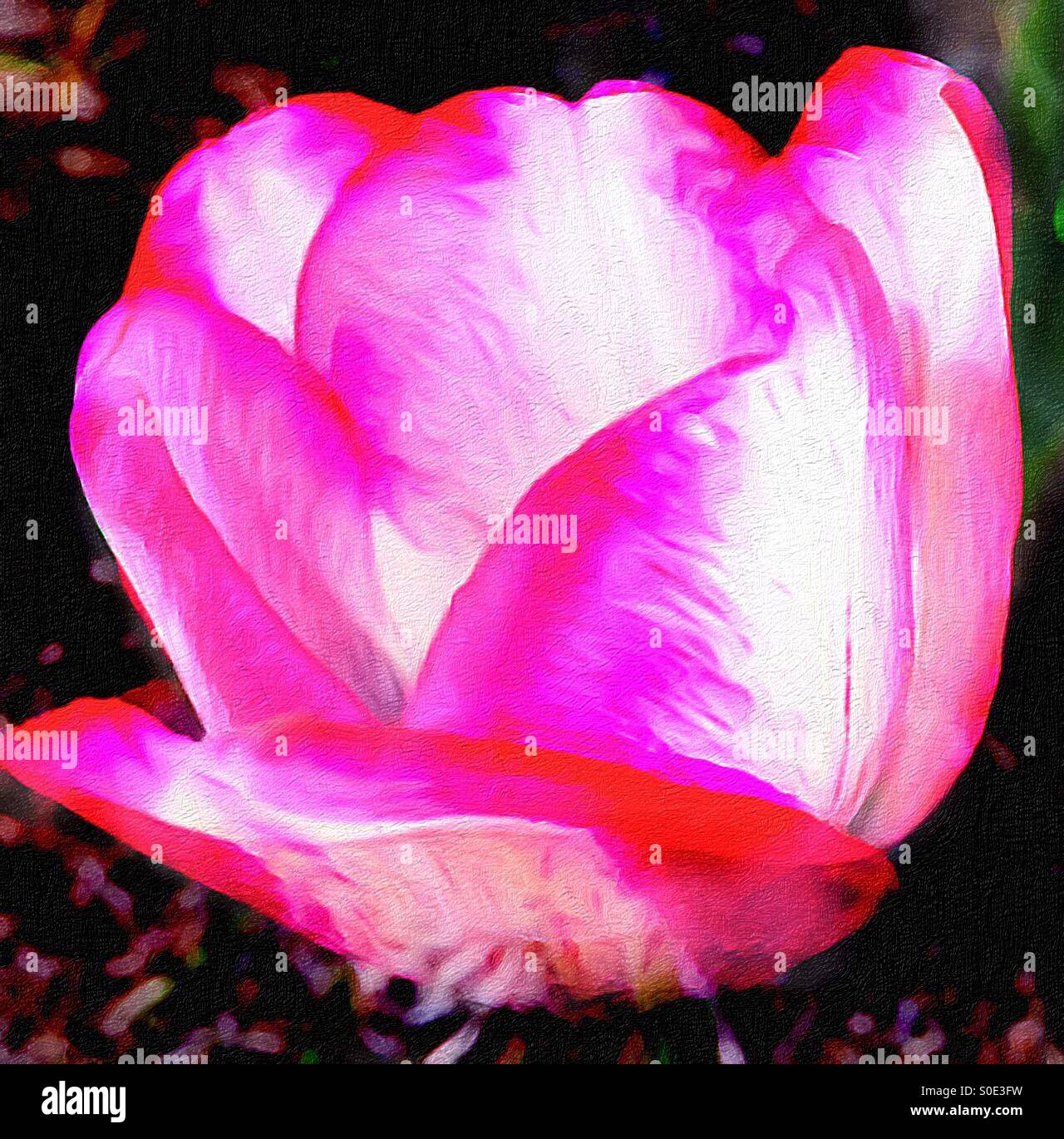 Gemalte Tulpe IV. Klassische Blume in der Phantasie des Künstlers gerendert. Die Natur verbessern. Stockfoto