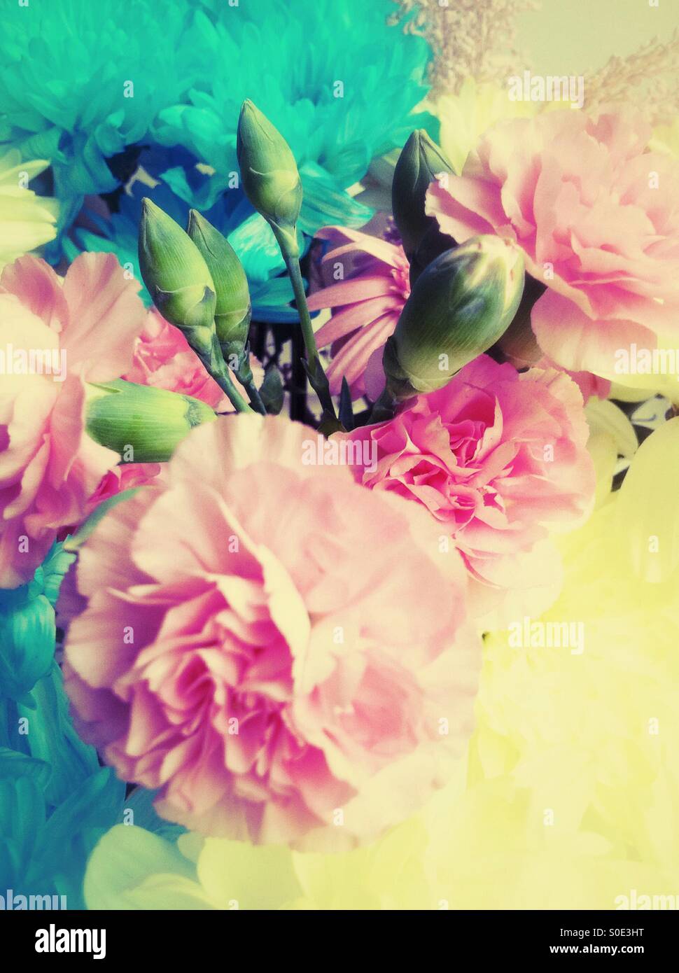 Rosa Nelke Blumen und Knospen Stockfoto