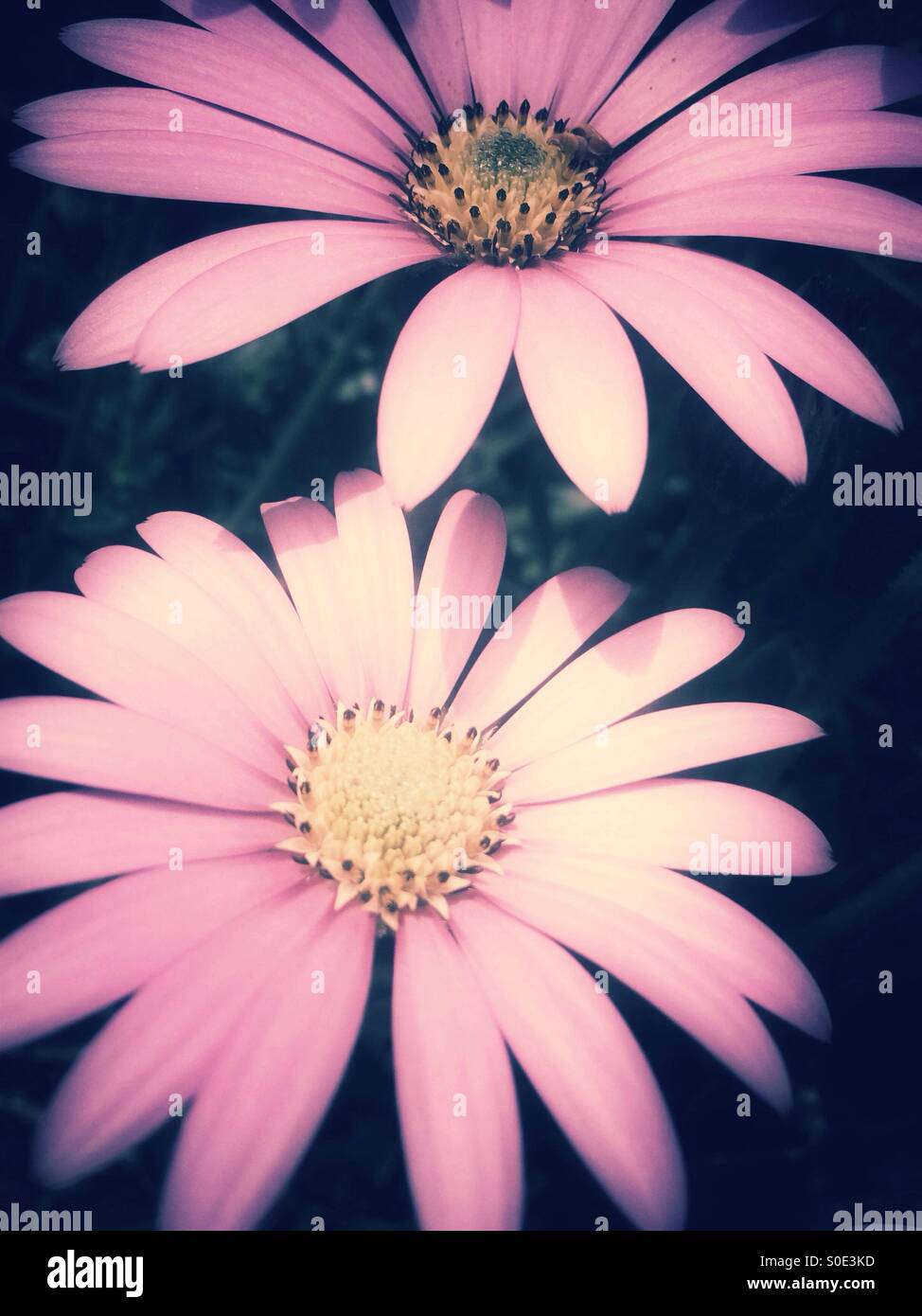 Blumen-rosa Gänseblümchen Stockfoto