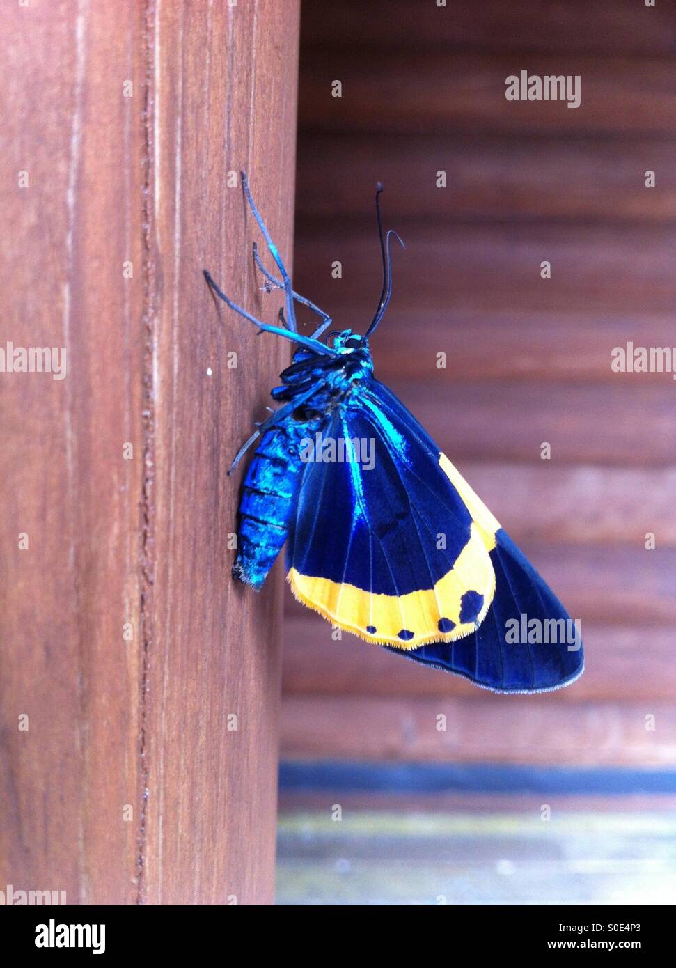 Mutter Natur Stockfoto