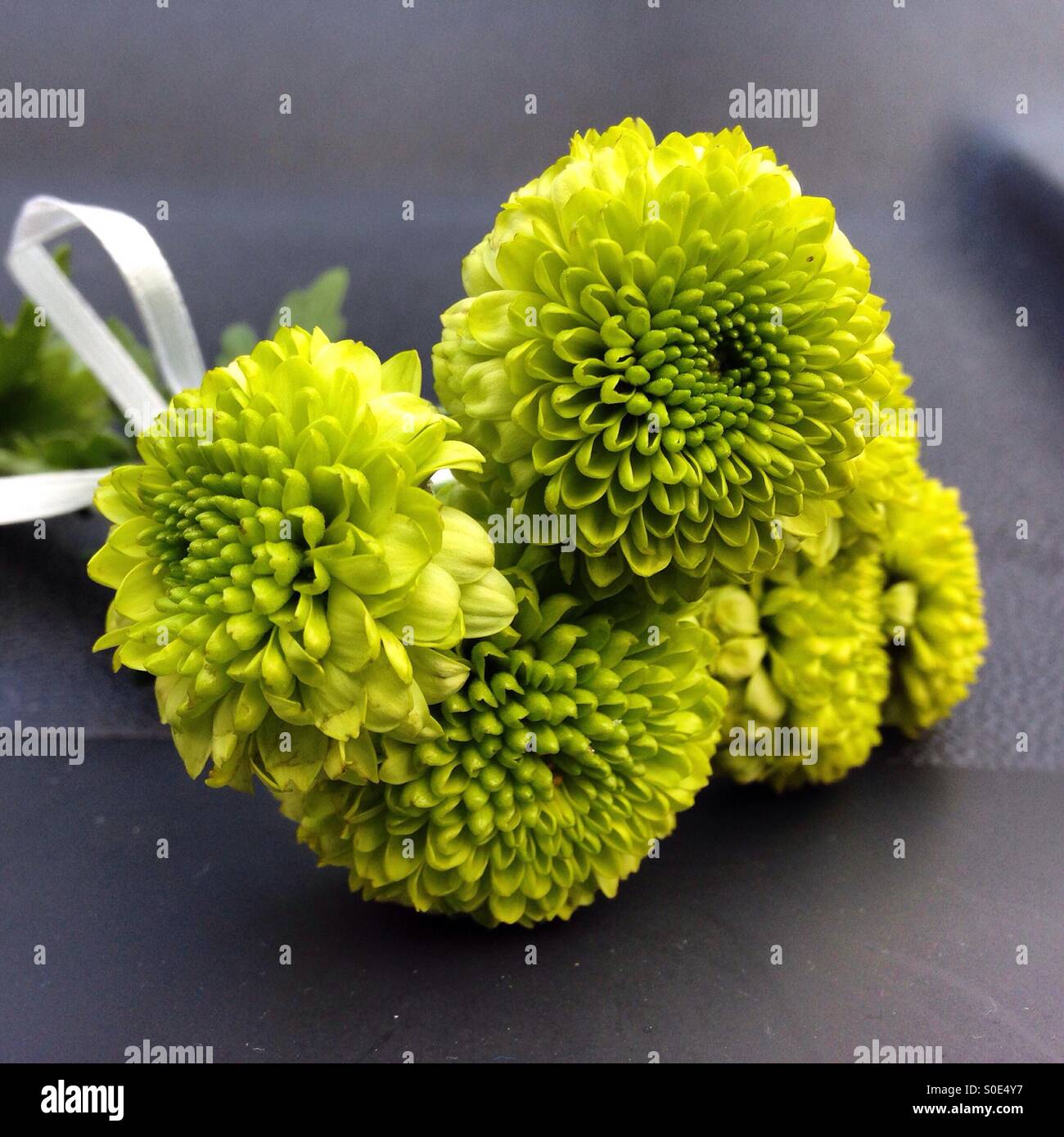 Mütter Tag grüne Blumen Stockfoto