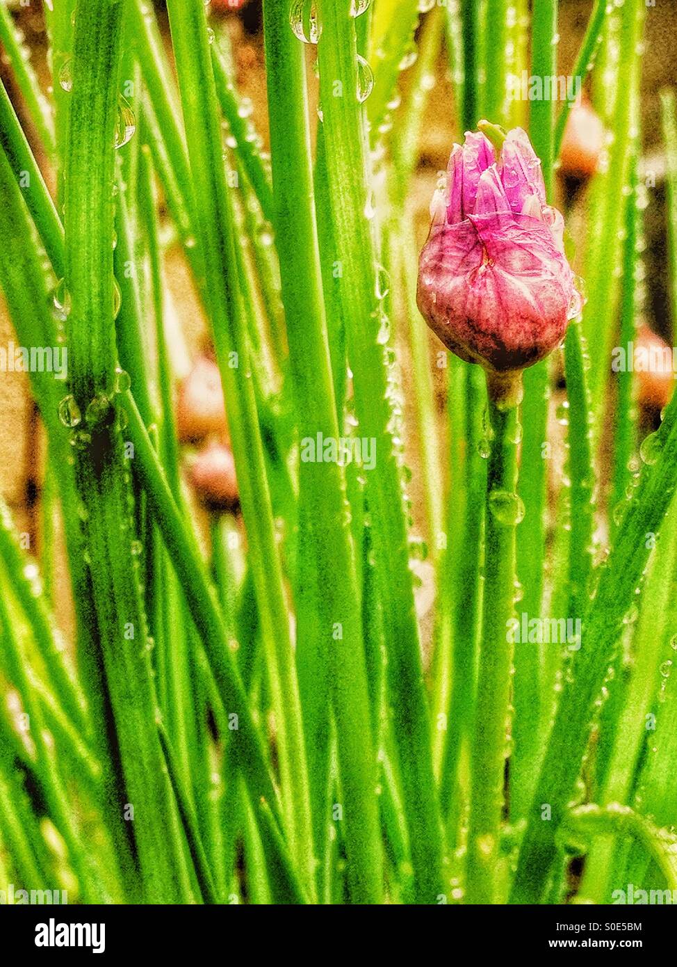 Schnittlauch-Knospe Stockfoto