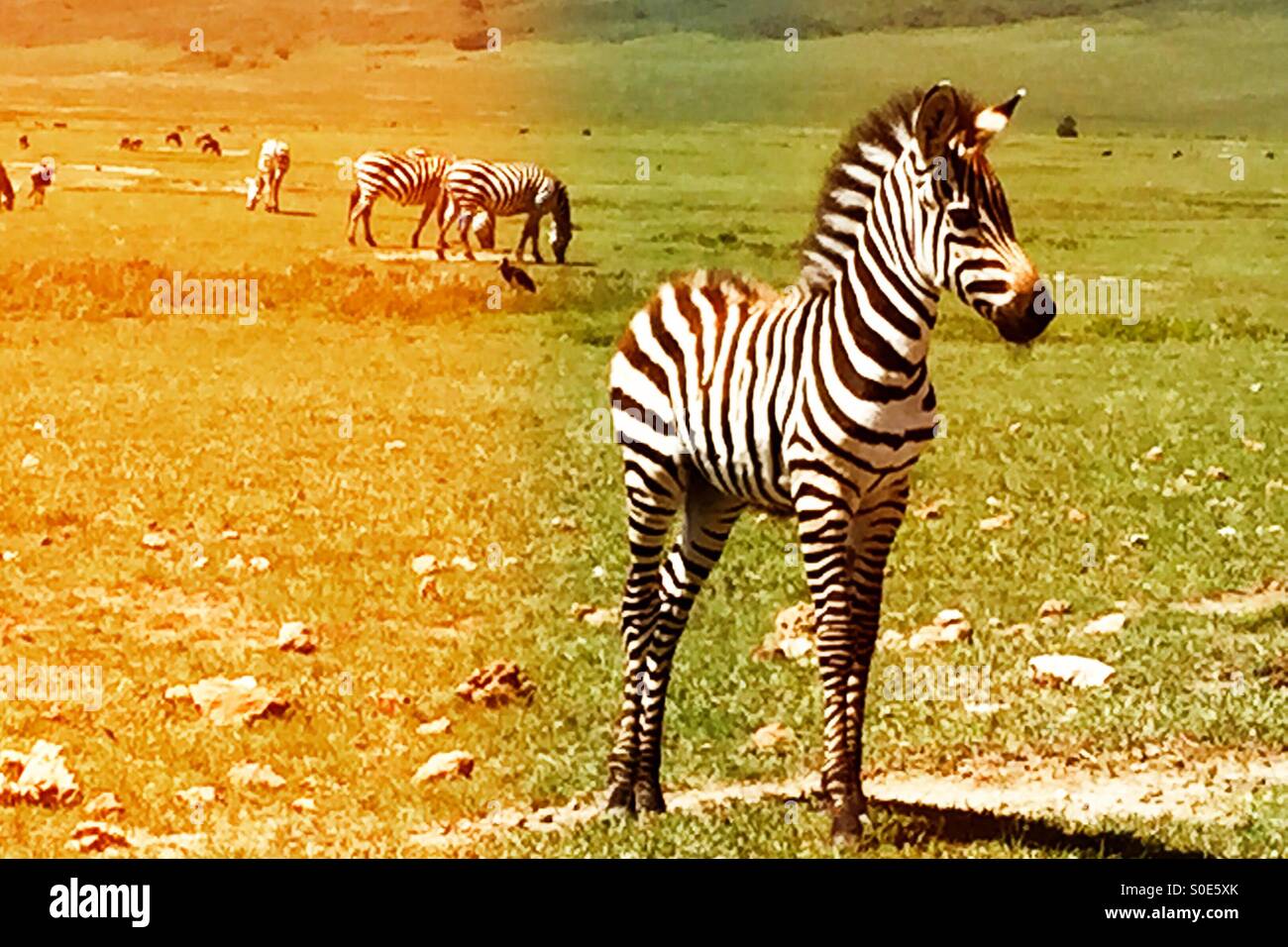 Baby Zebra Fohlen seine Beine ausprobieren - Smartphone-aufgenommenes Stockfoto
