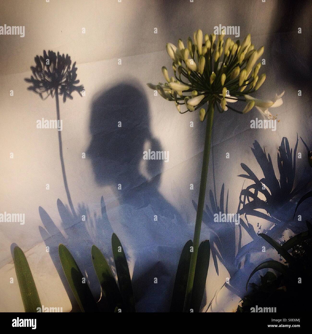 Der Schatten einer Frau und einer Blume sind auf einem Kunststoff in Reforma Avenue, Mexico City, Mexiko - Smartphone-aufgenommenes Stockfoto
