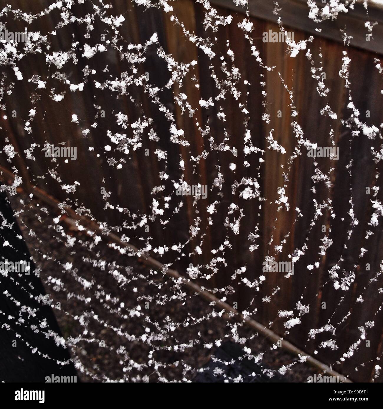 Verschneite Spinnennetz, während Frühling Schneefalls in Calgary, Alberta, Kanada. Stockfoto