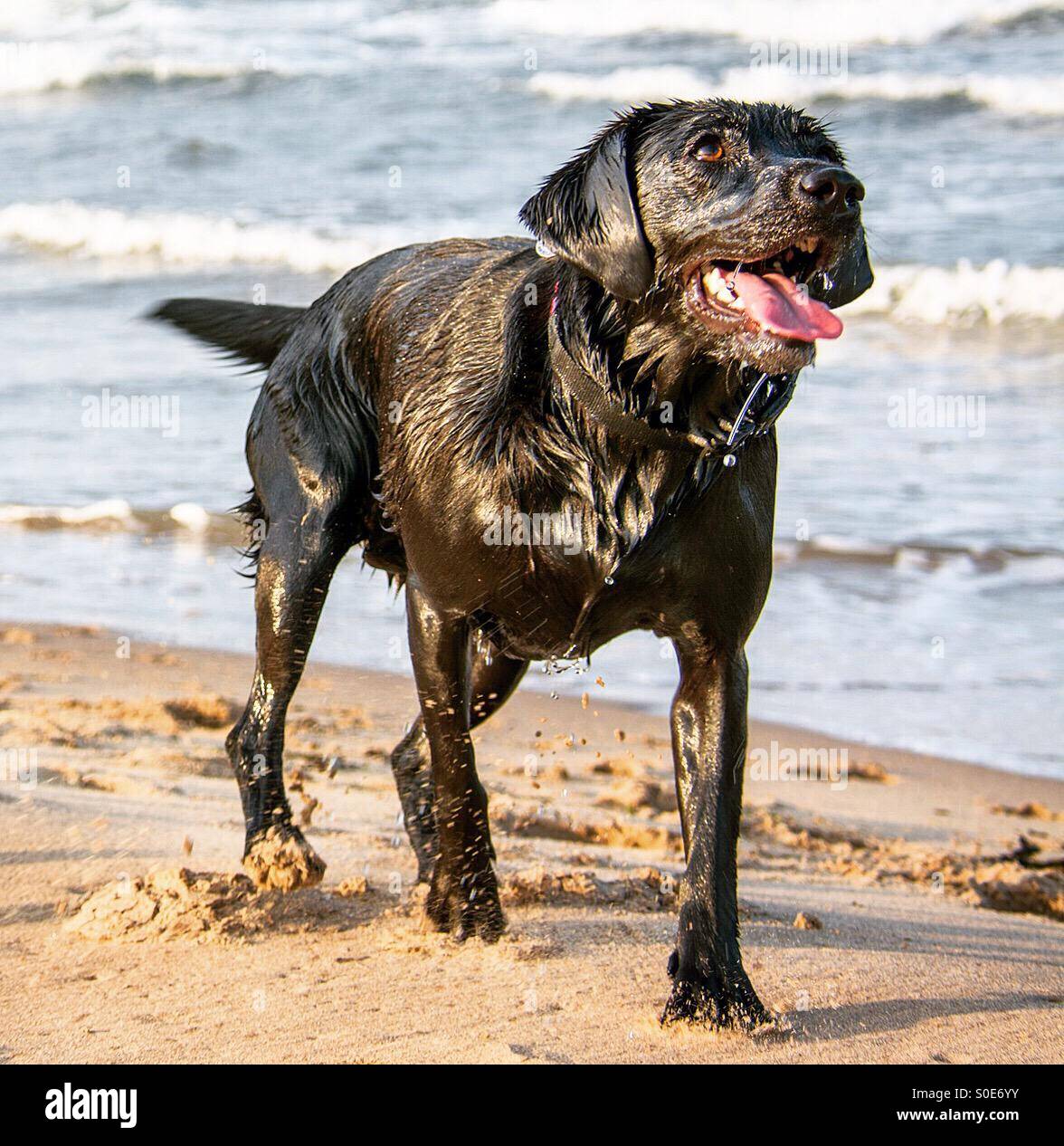 Nasse schwarze Labrador zu Fuß am Strand - Smartphone-aufgenommenes Stockfoto