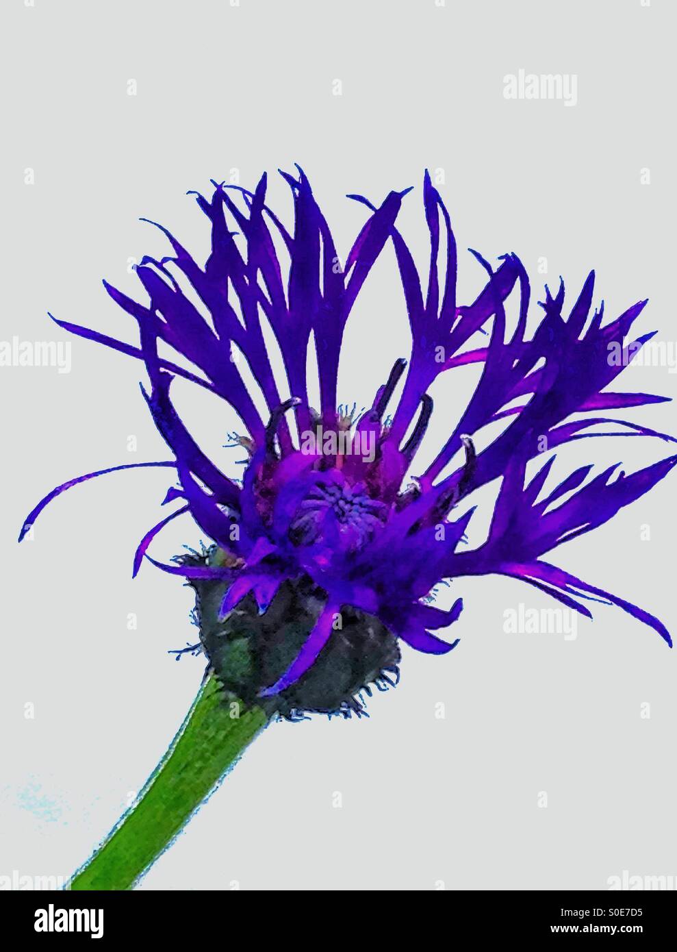 Liebe in einem Nebel Blume - Smartphone-aufgenommenes Stockfoto