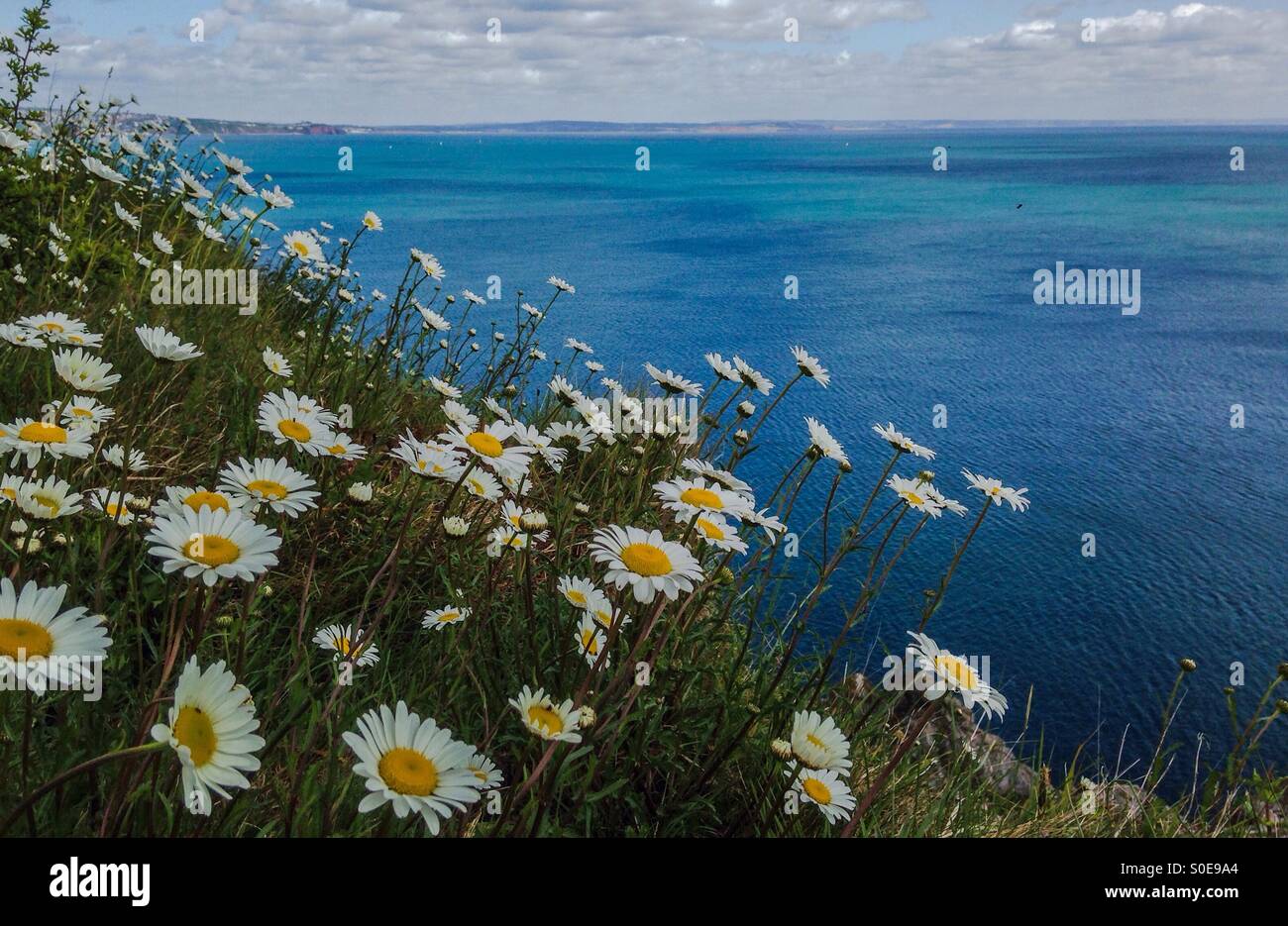 Wilden Gänseblümchen blühen an der englischen Küste Stockfoto
