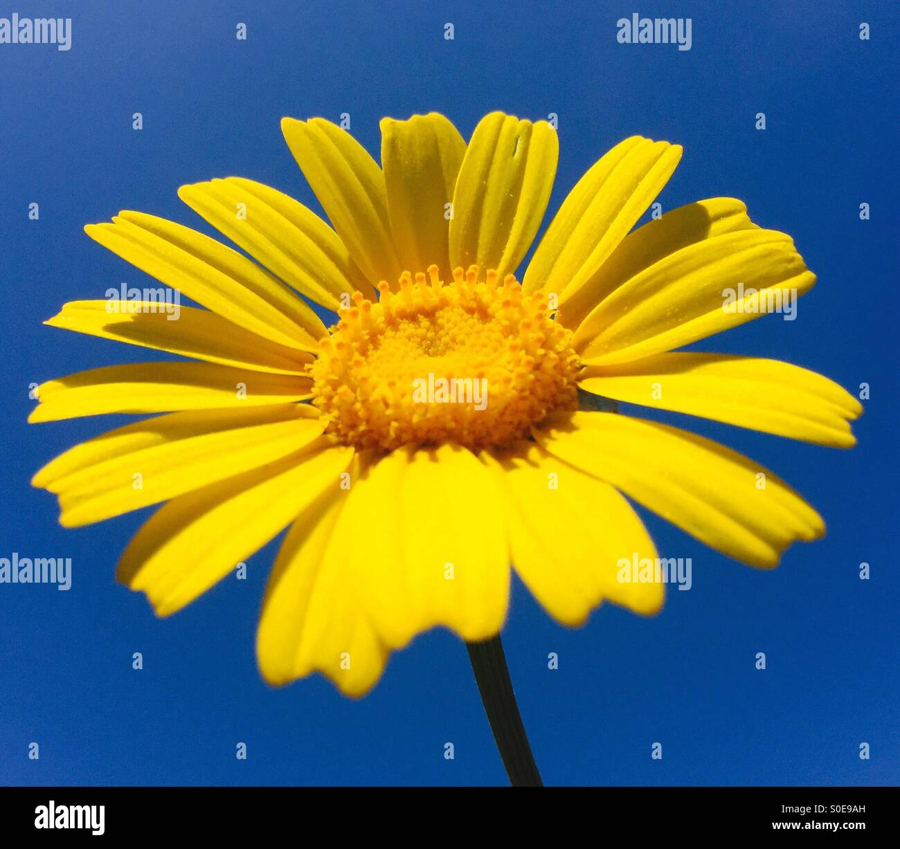 Lebendige Gelbes Gänseblümchen grüßt stolz die Sonne gegen einen azurblauen Himmel. Stockfoto