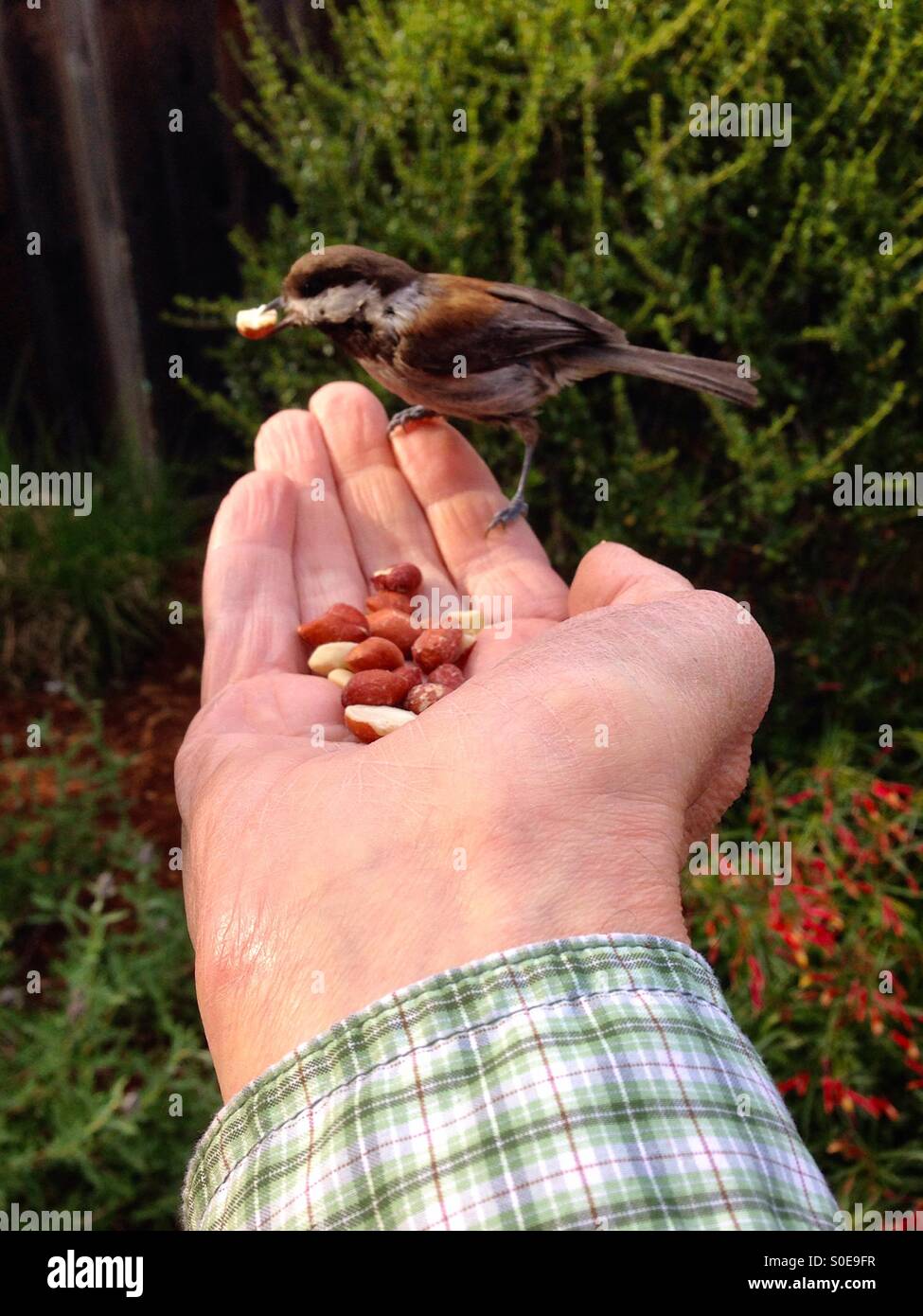 "Unheimliche Begegnung der Vogel Art"; Meise, Essen eine Erdnuss aus die Hand eines Mannes - Smartphone-aufgenommenes Stockfoto