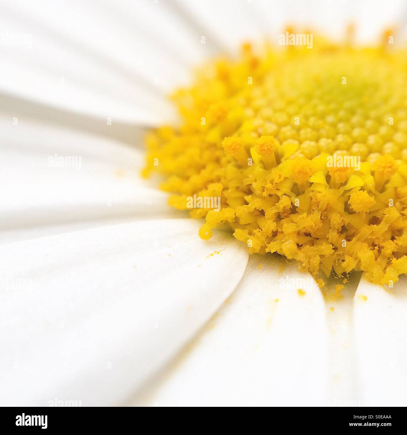 Makro ein Gänseblümchen - Smartphone-aufgenommenes Stockfoto