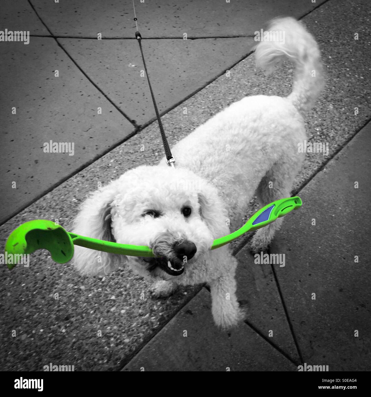 Ein weißer Pudel betteln zu spielen Tennis Ball holen mit lindgrünen Stick zu werfen - Smartphone-aufgenommenes Stockfoto