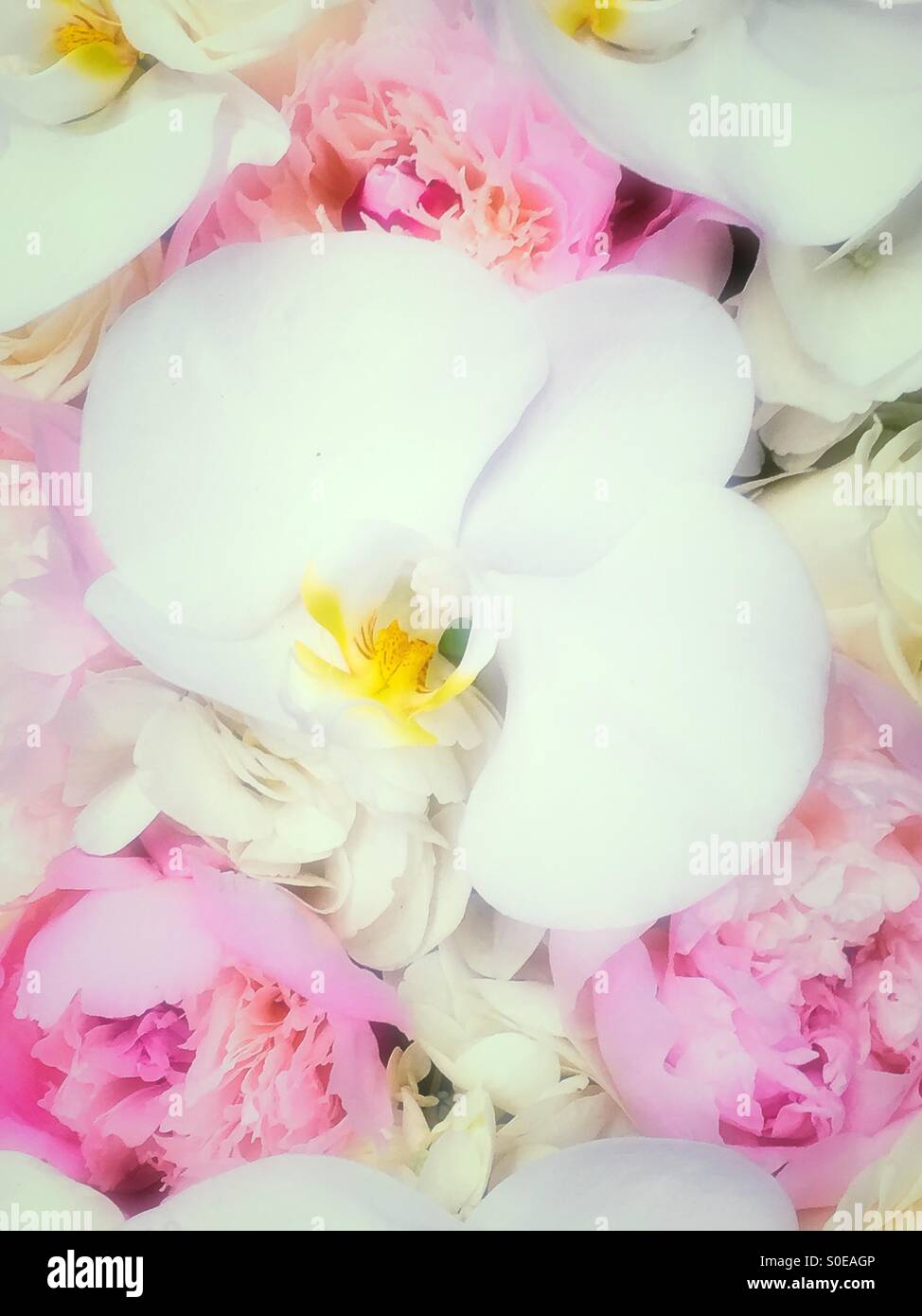 Weiße Orchidee - Smartphone-aufgenommenes Stockfoto