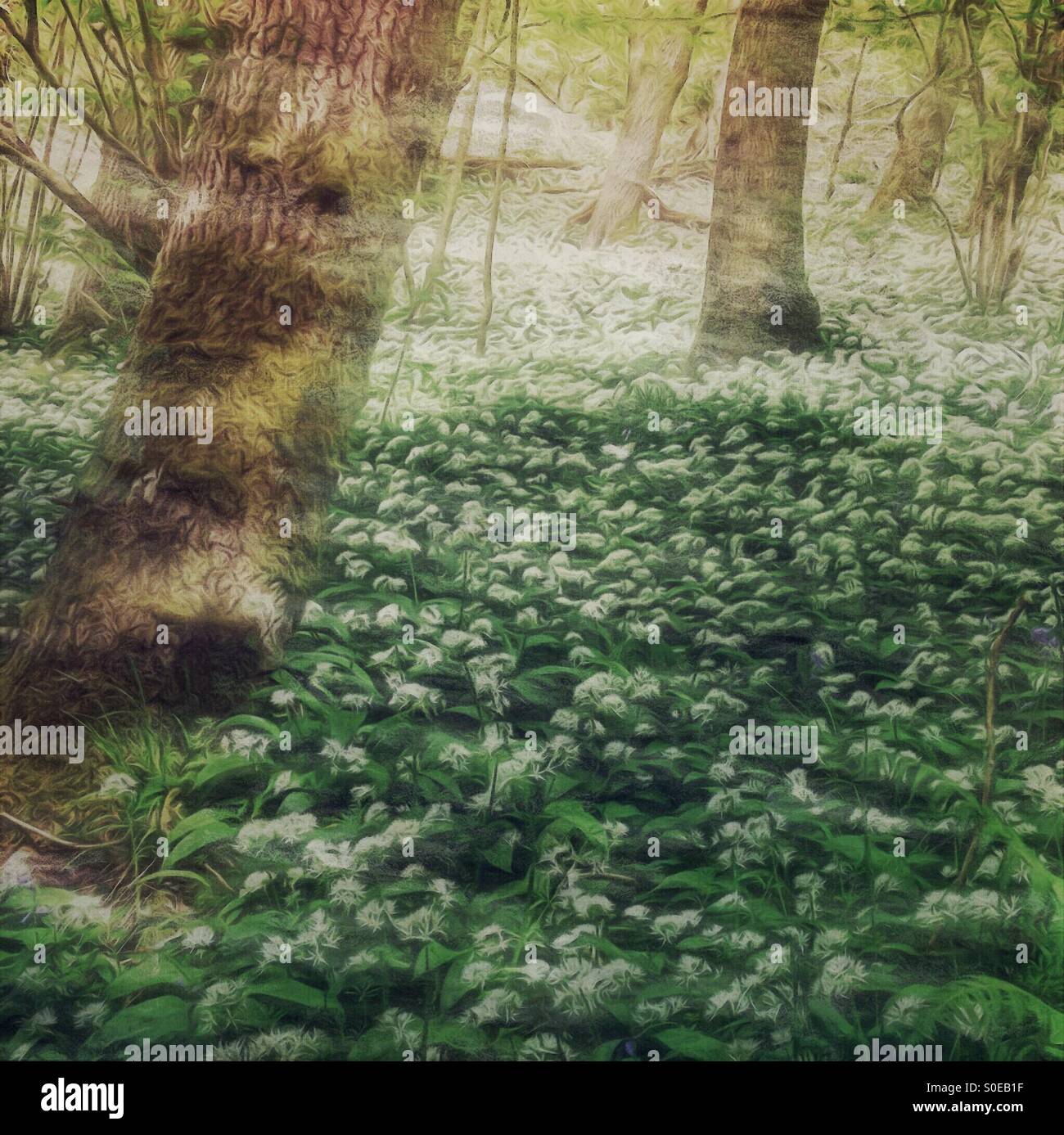 Meer von Bärlauch in einem Wald in Devon Stockfoto
