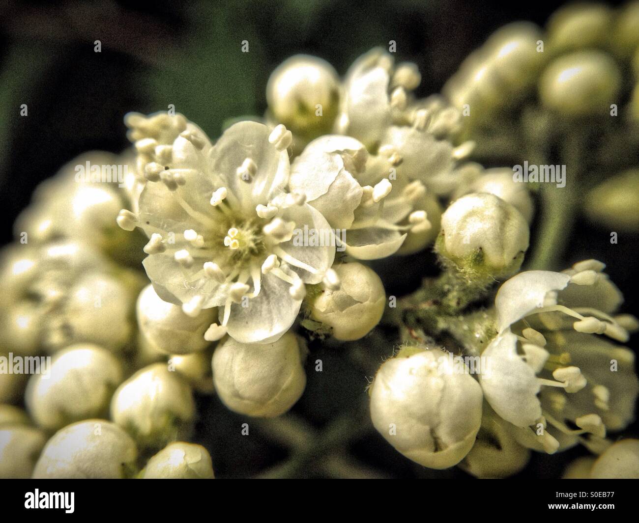 Eberesche-Blüte - Smartphone-aufgenommenes Stockfoto