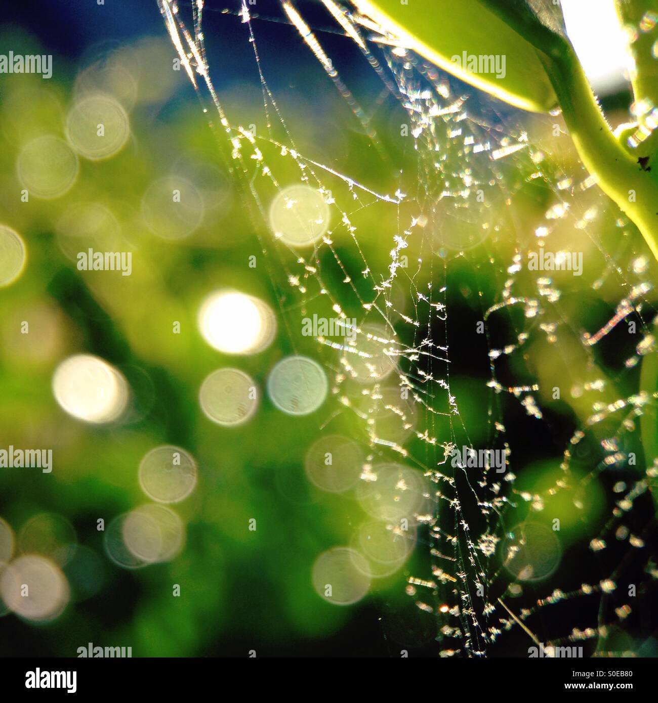 Spinnennetz und bokeh - Smartphone-aufgenommenes Stockfoto