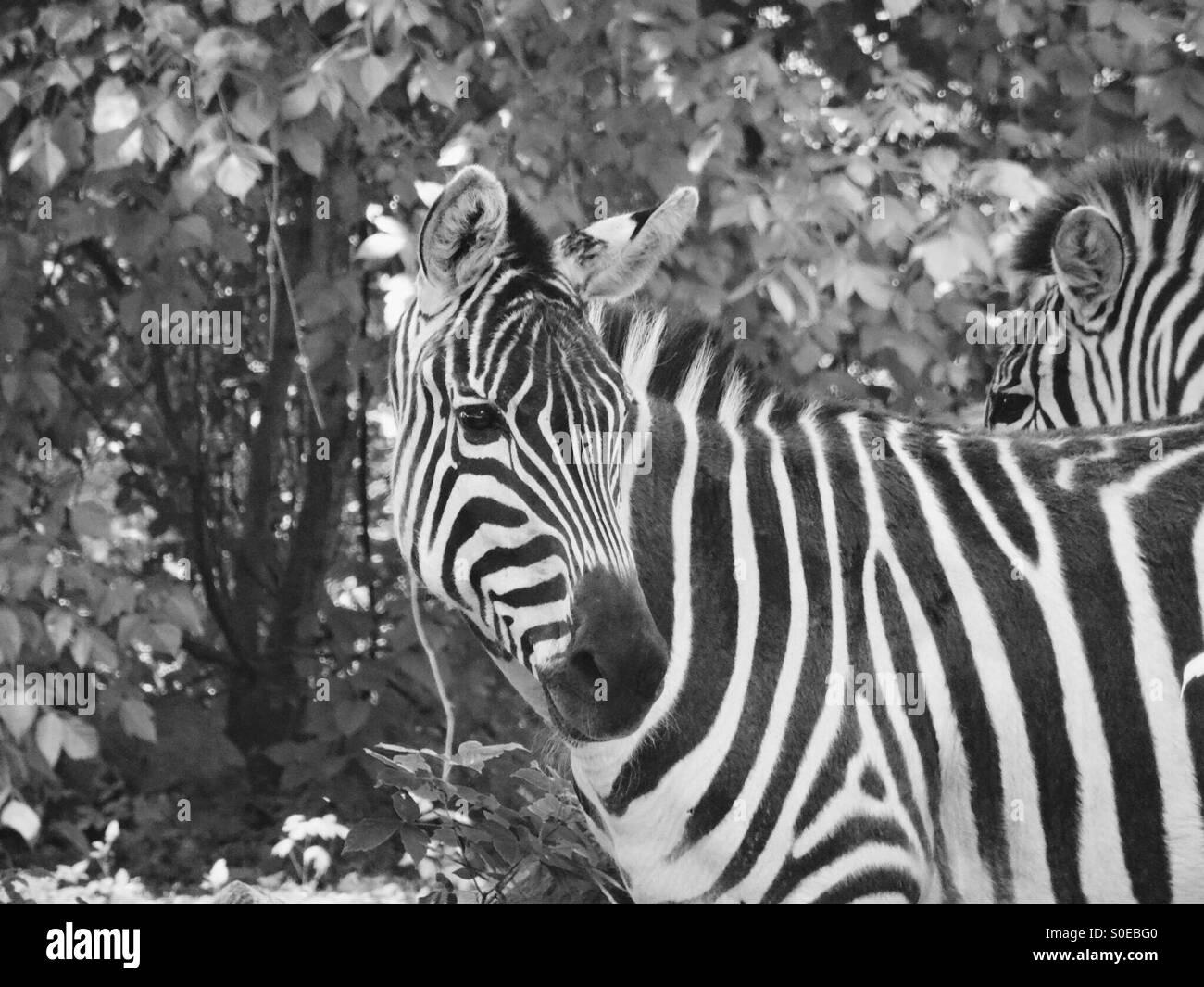 Zebra Stockfoto